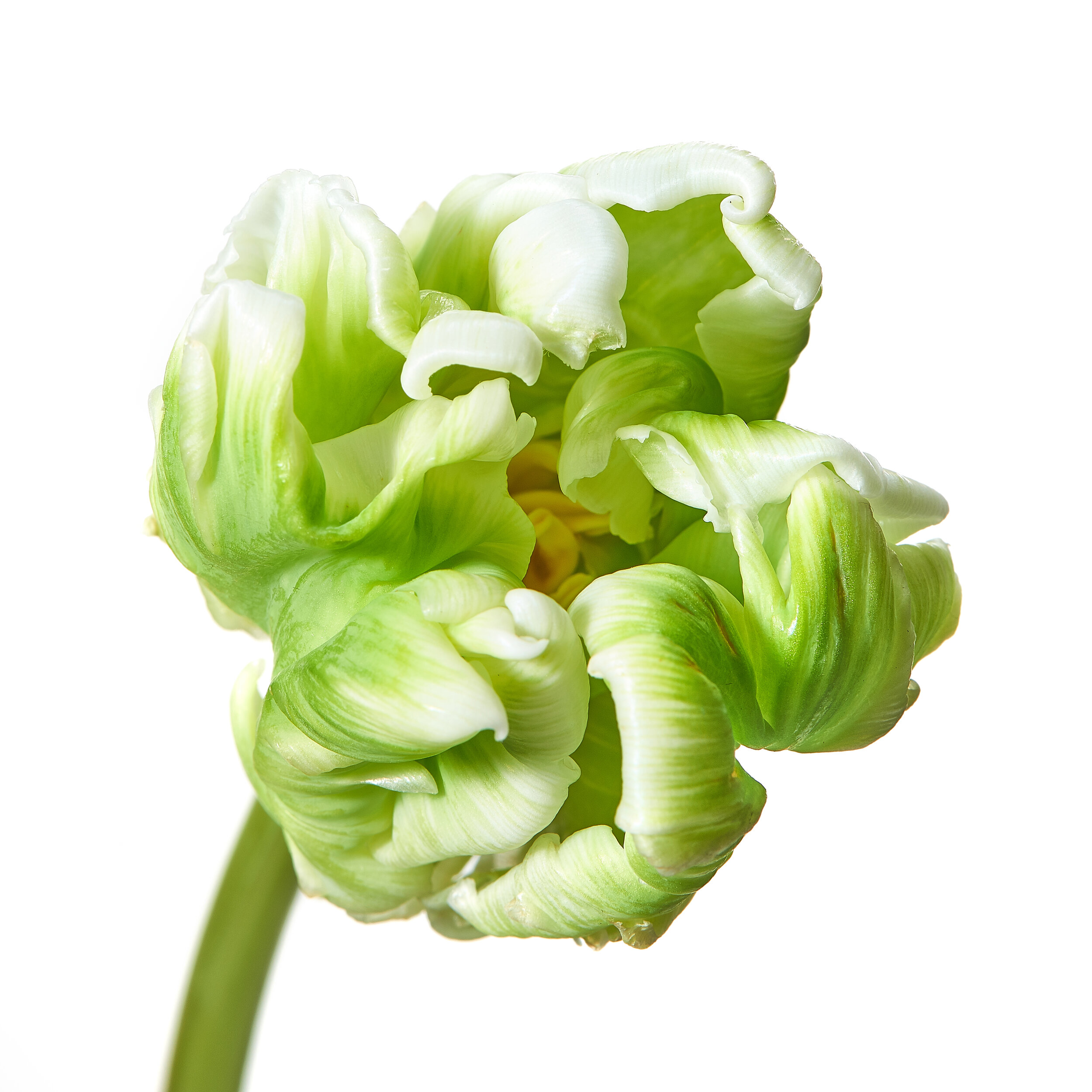 Tulip.jpg