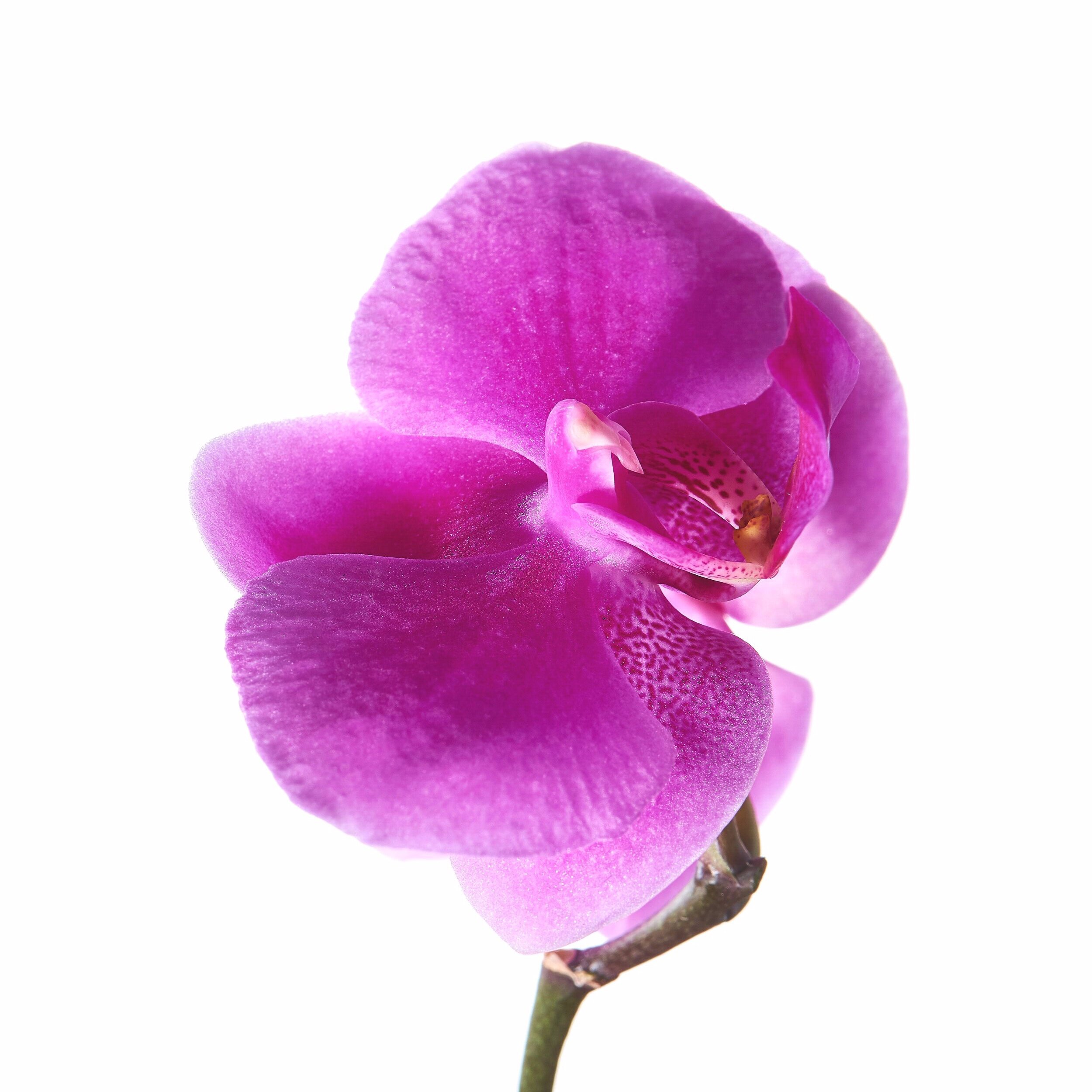 Orchid.jpg
