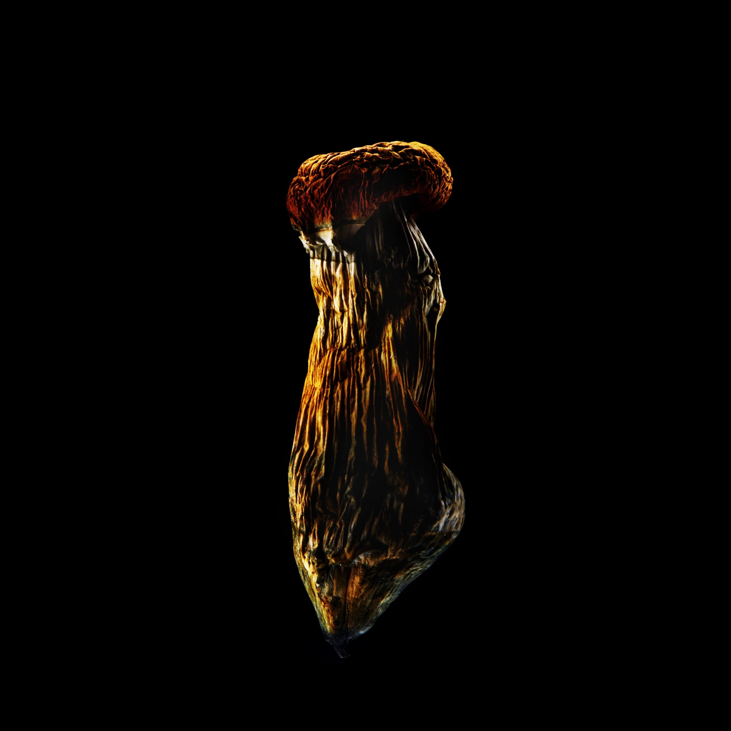 Copy of Cap 2.jpg