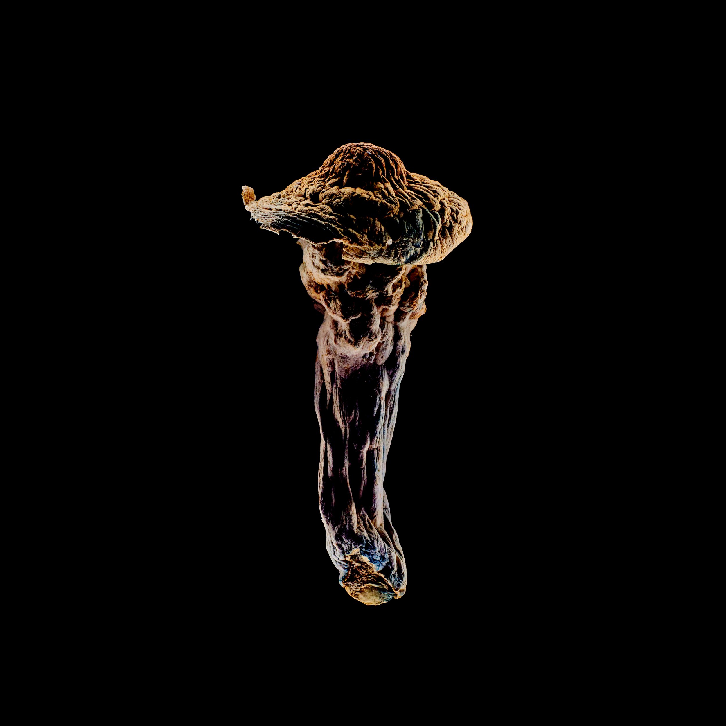 Copy of Mushies0255.jpg