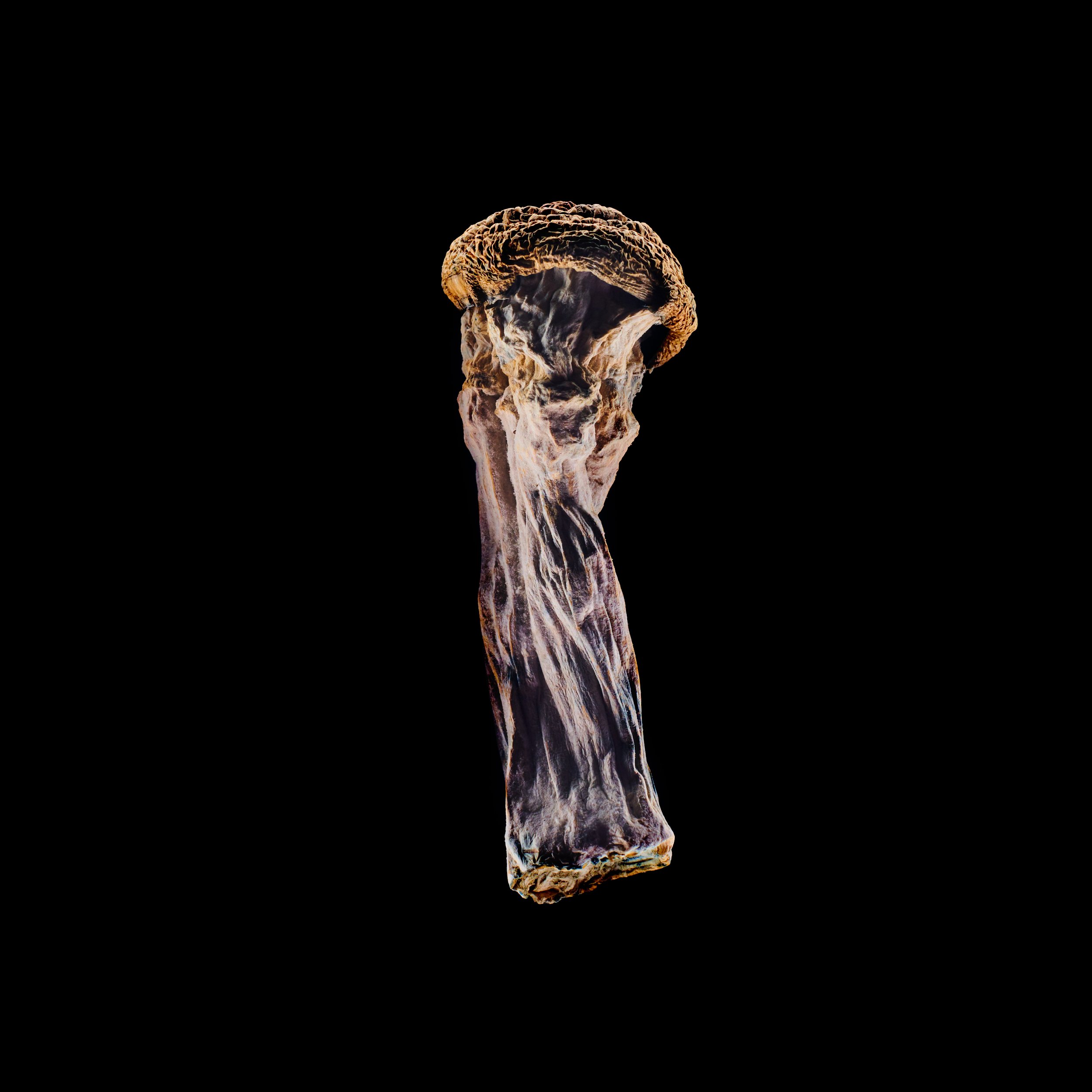 Copy of Mushies0256.jpg