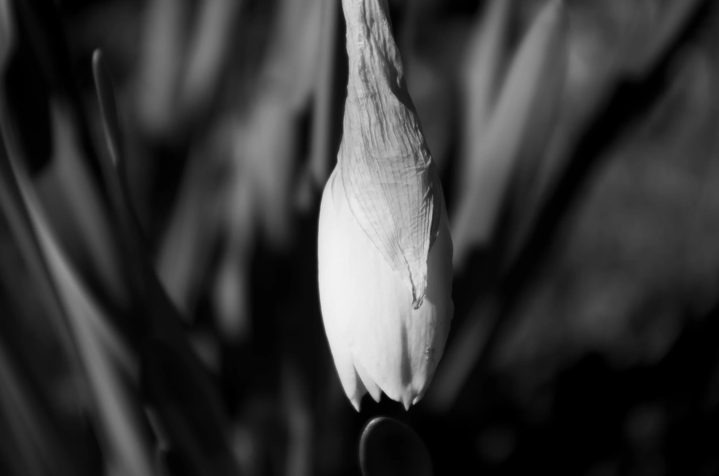 BW Daffodil.jpg