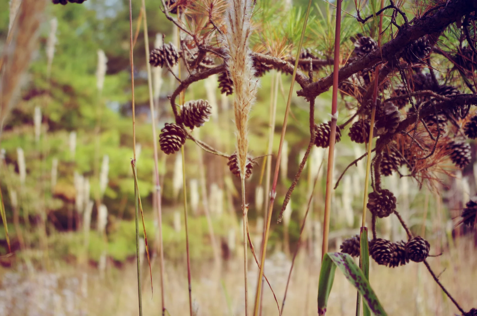 Pinecones.jpg