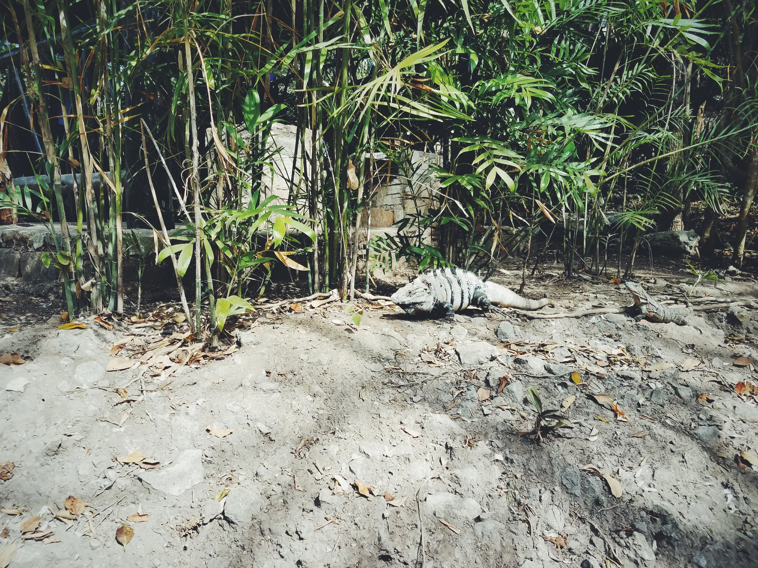 2017-02-18 05.57.30 1.jpg