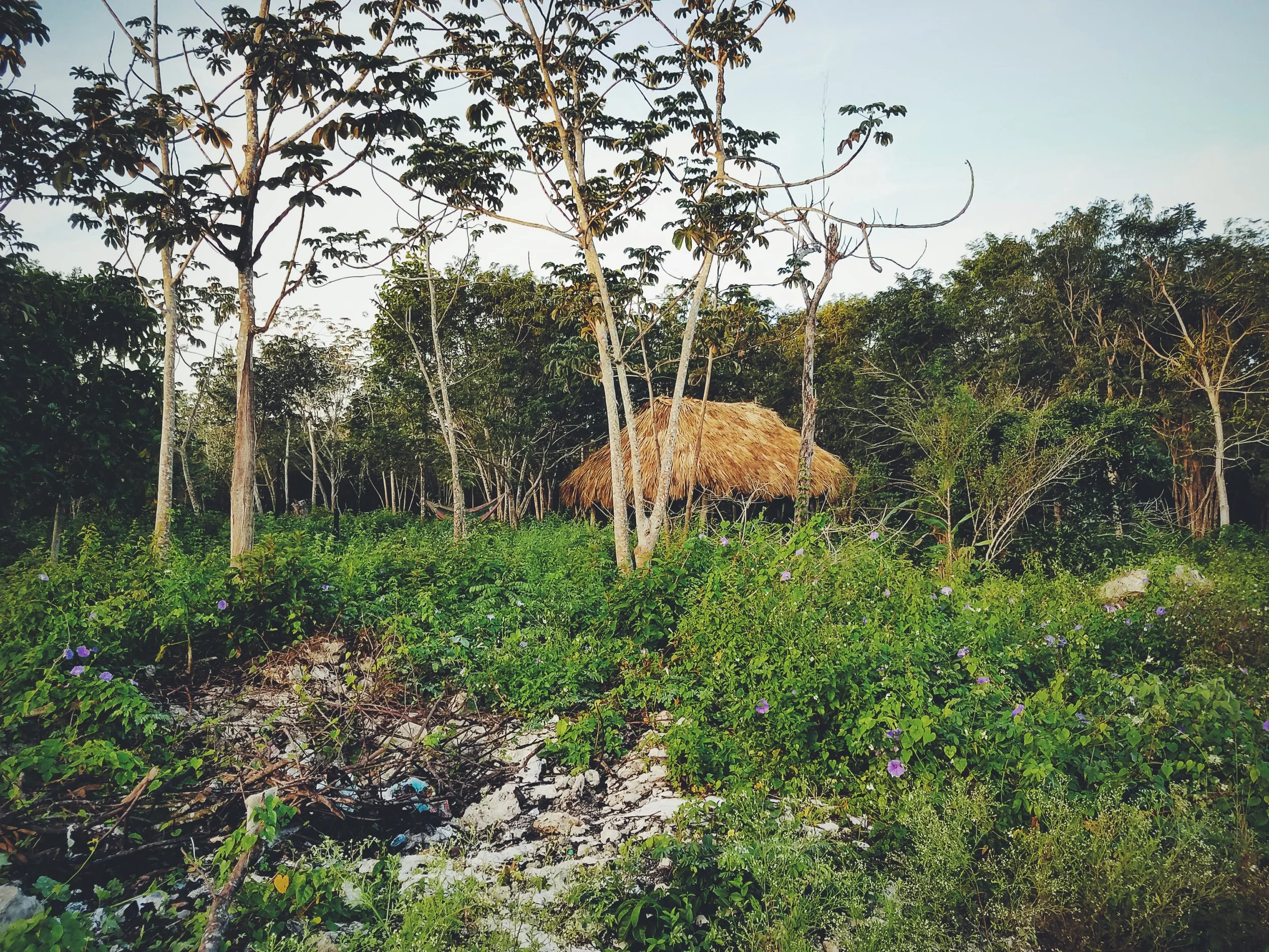 2017-02-18 05.54.44 1.jpg