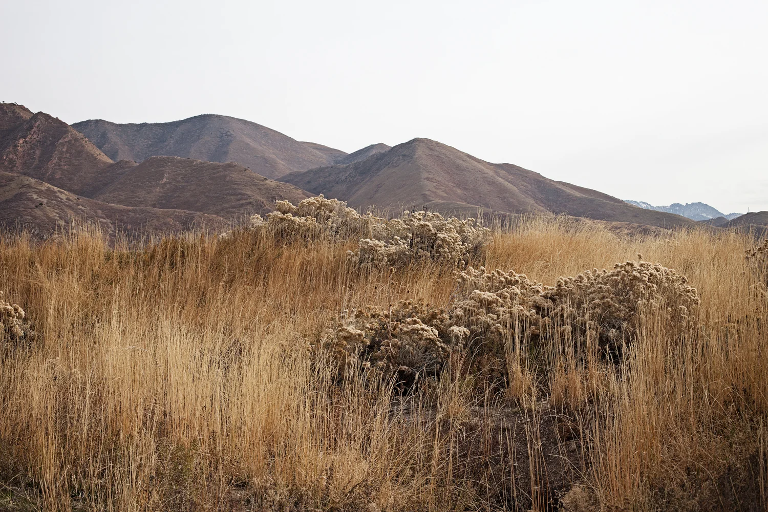 _MG_0009.jpg