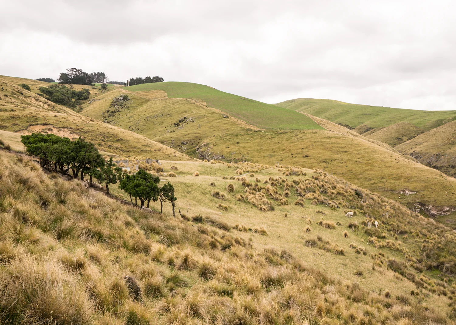 2016_Feb_NewZealand_0147.jpg