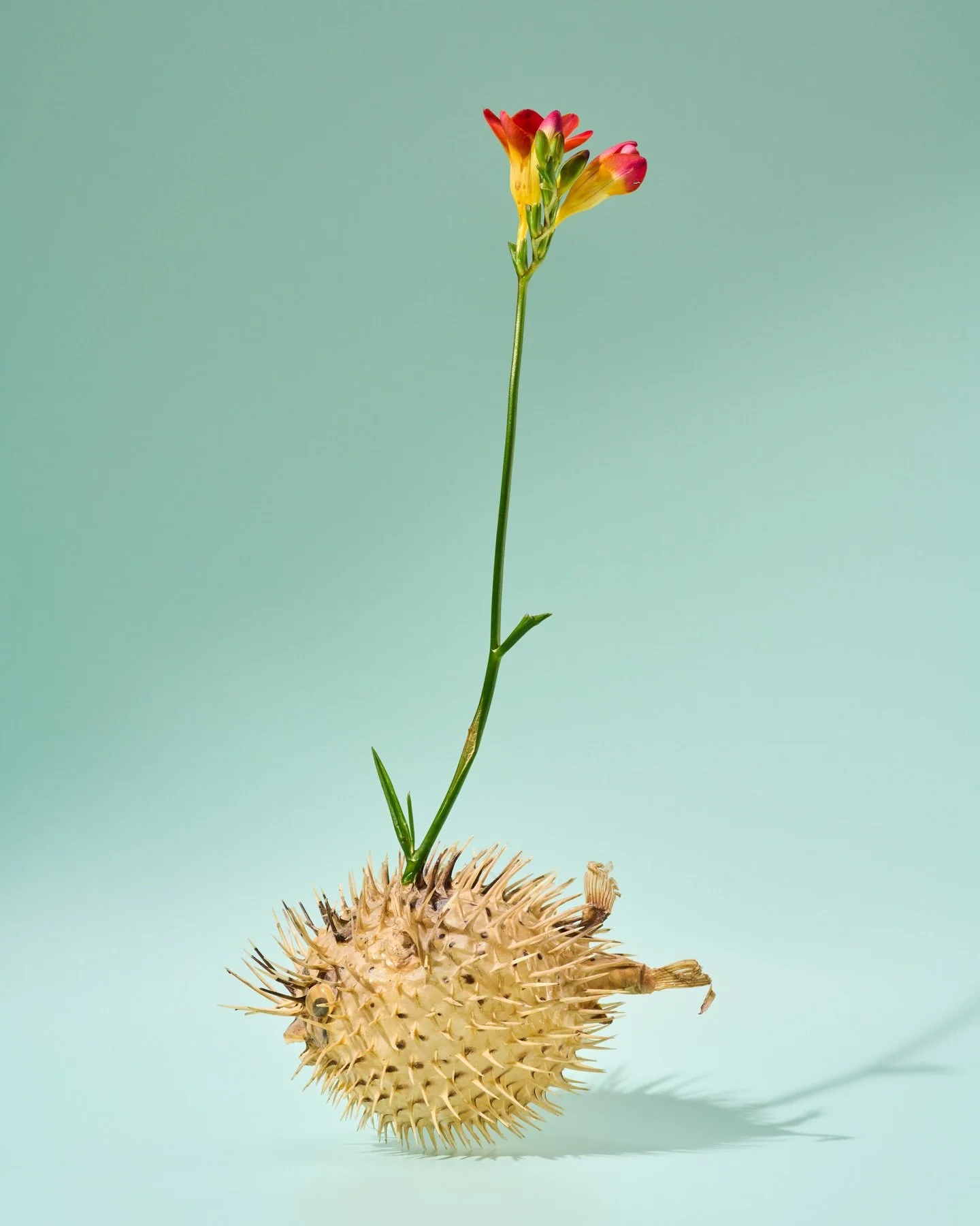 Bonus puffer and flower.
Art direction and props: @sweaterpupppy 
Photography : @nate_mumford