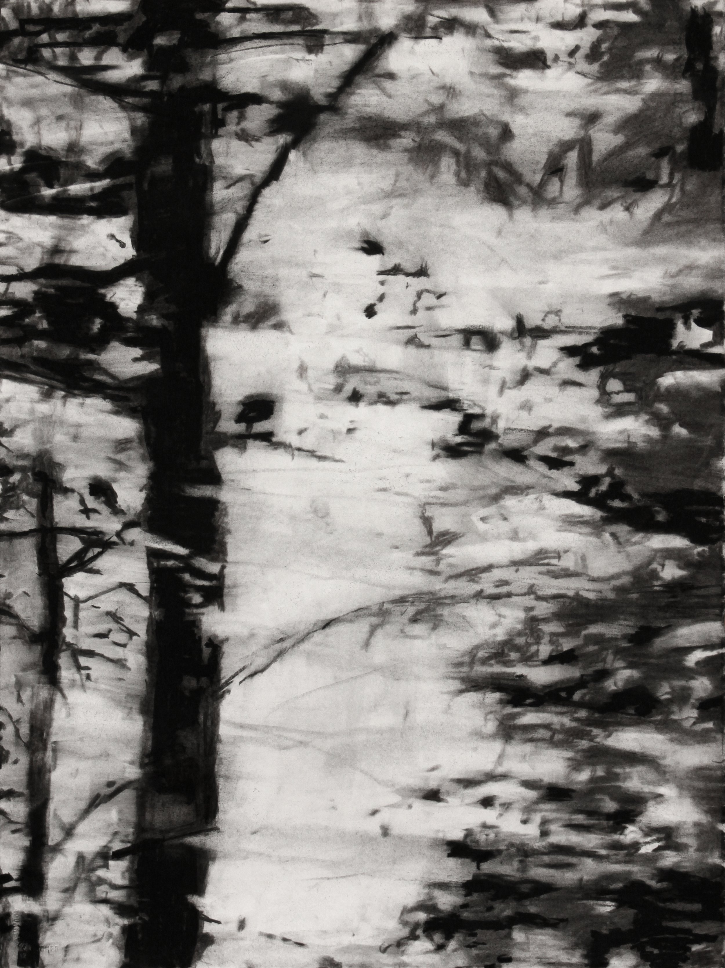   Forest       2021  Charcoal on Paper      30” x 22”   