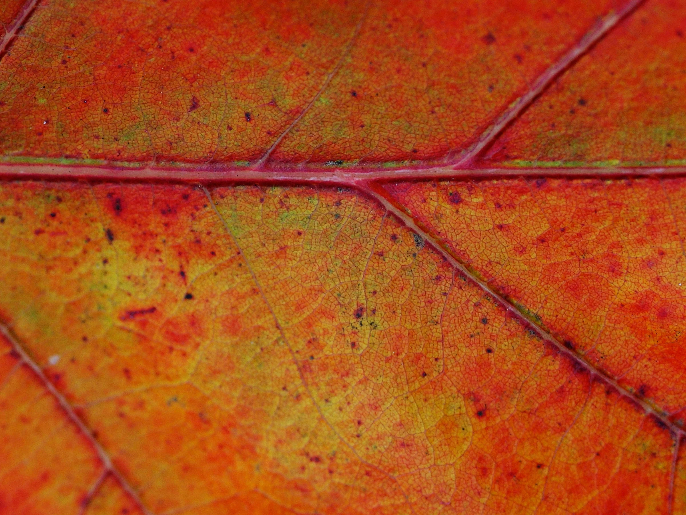 Fall Community Festival