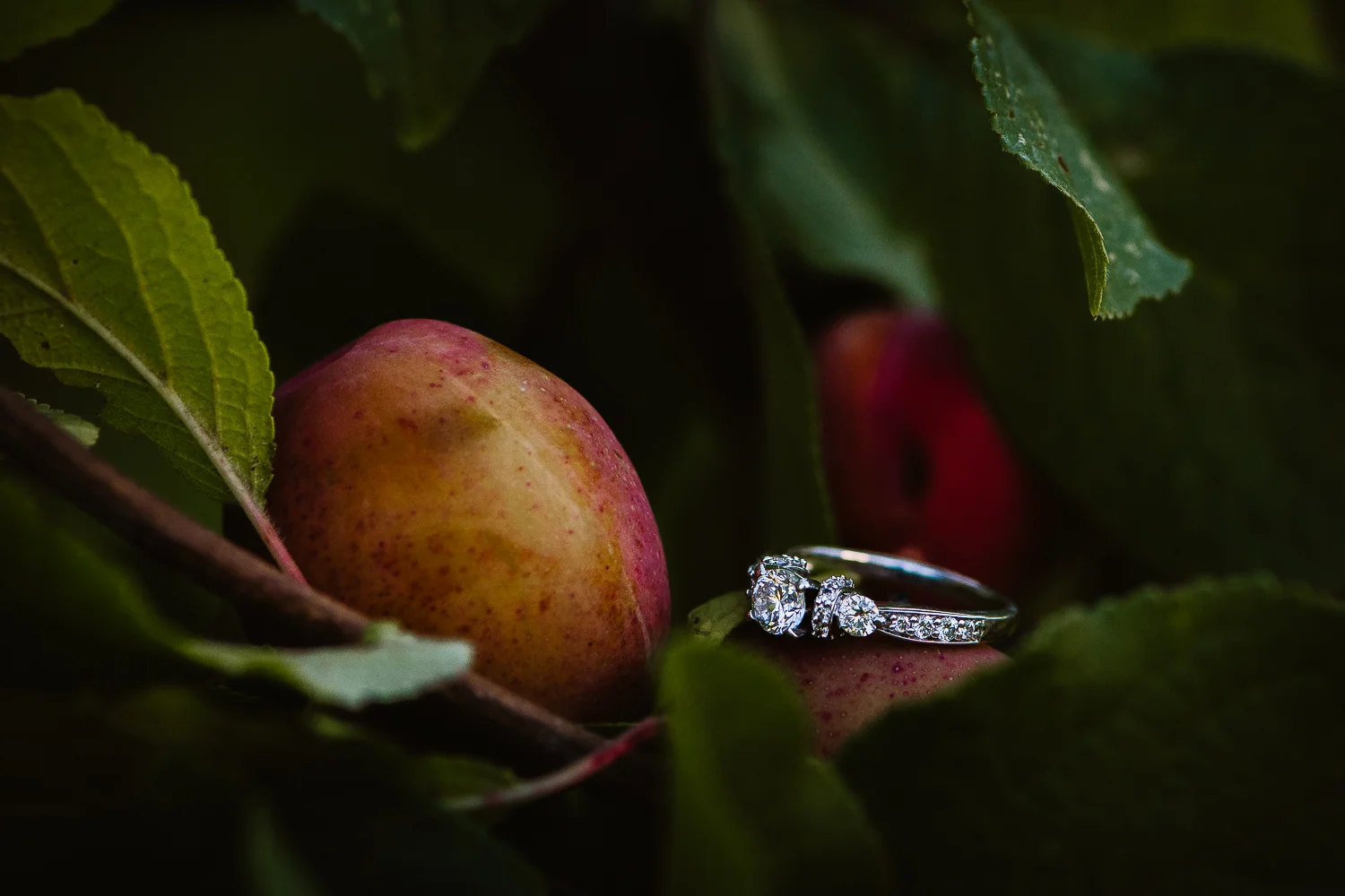engagements-2061.jpg