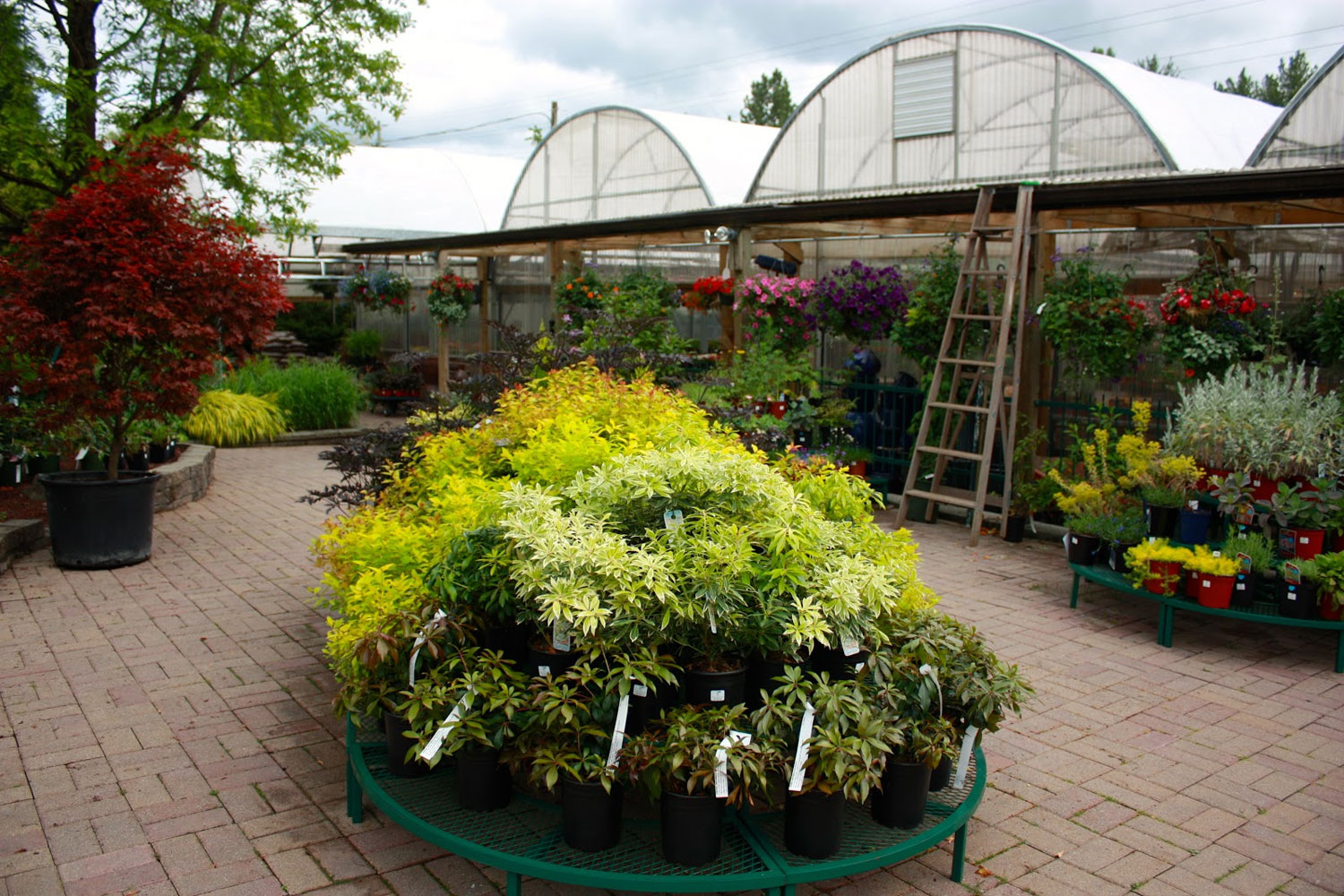 nursery-perennials.jpg