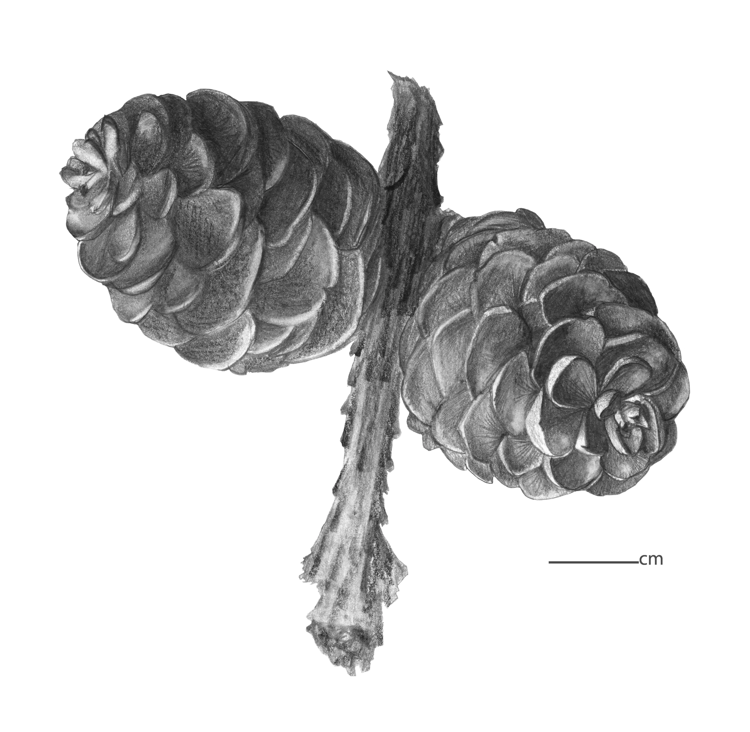 3_naturalobjects_pincomedraw.jpg