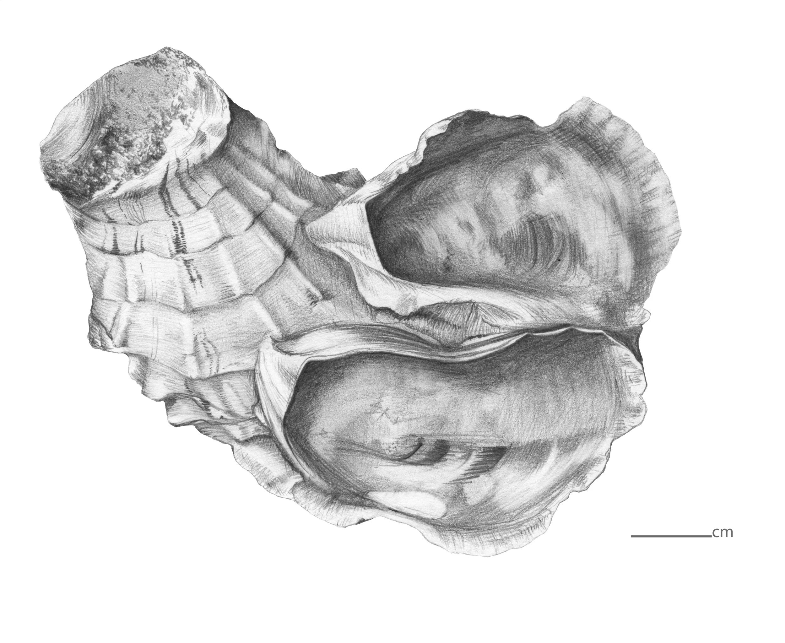 3_naturalobjects_shelldraw.jpg