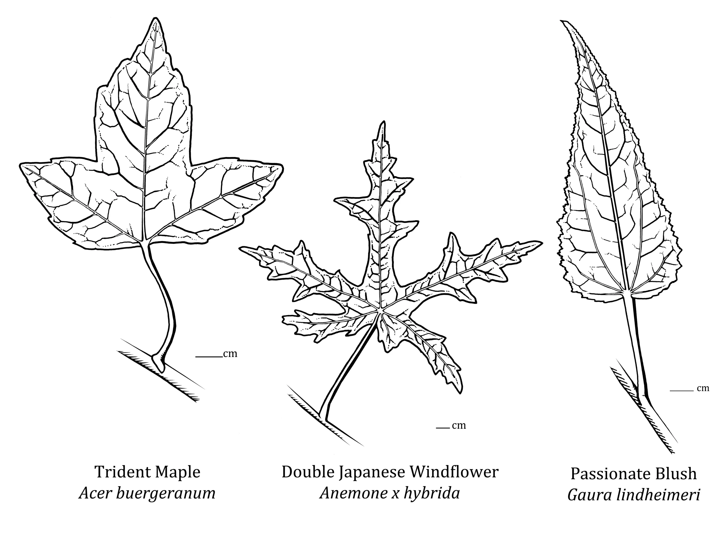 4_Leaves_Ridings_bitmap+copy.jpg
