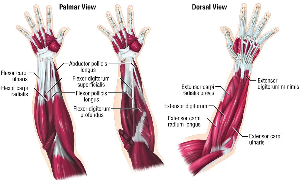 Muscles of the Forearm, 2018