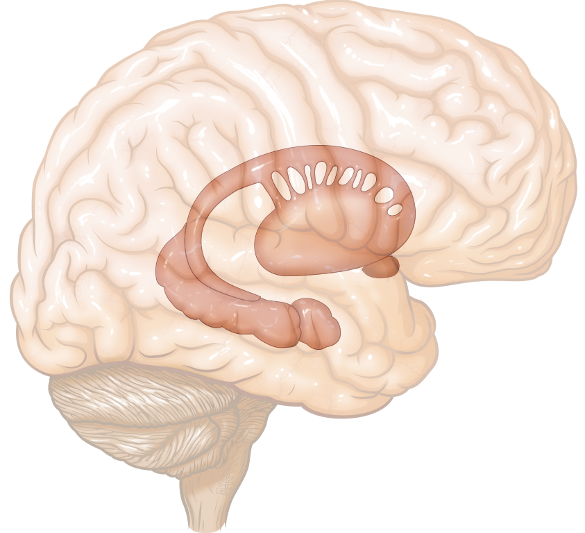 Brain_Anatomy.png