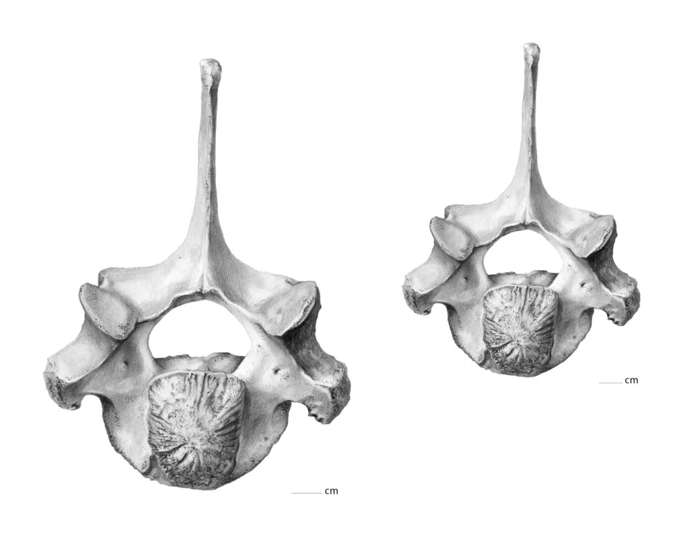 Vertebrae.jpg