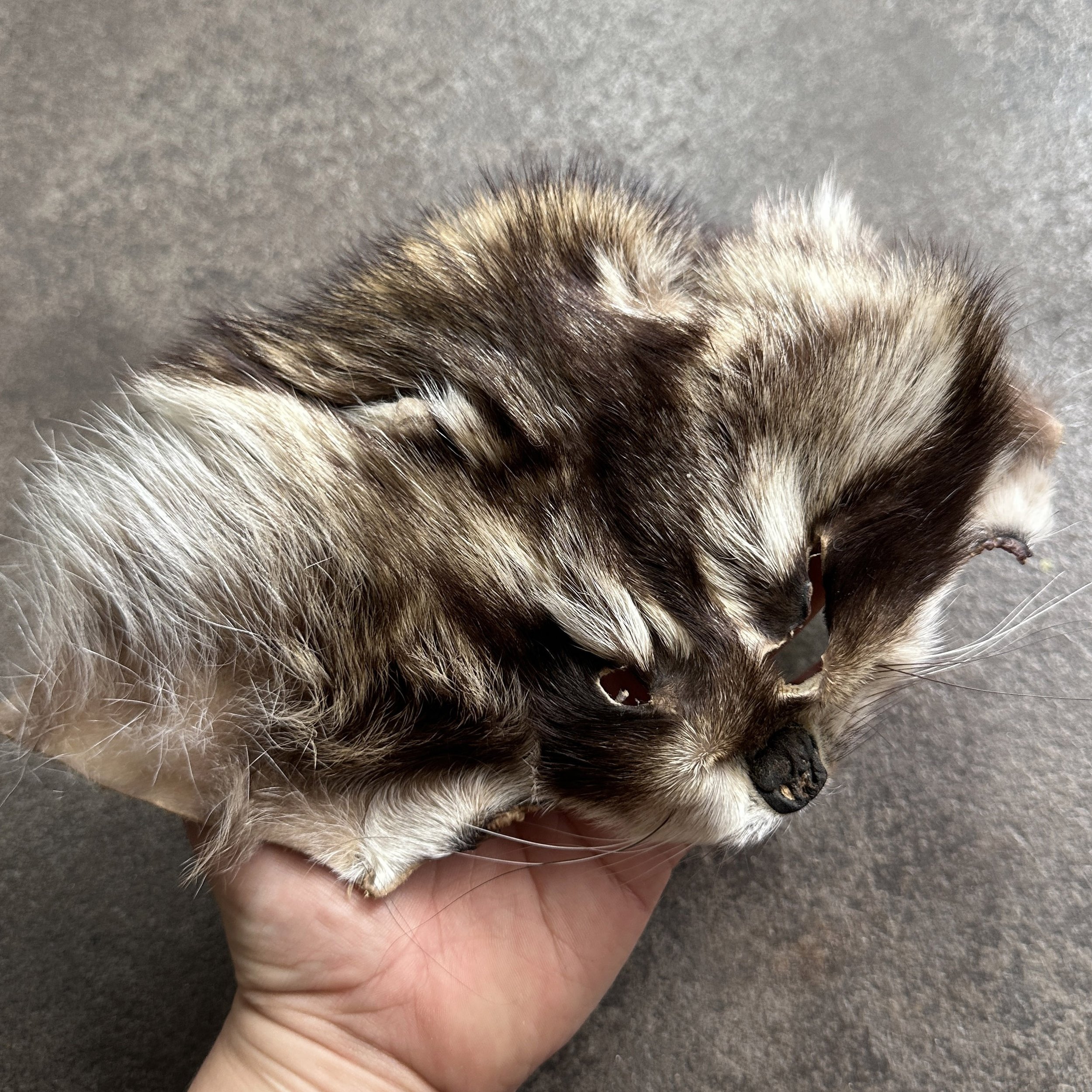 RaccoonFacePelt.jpg