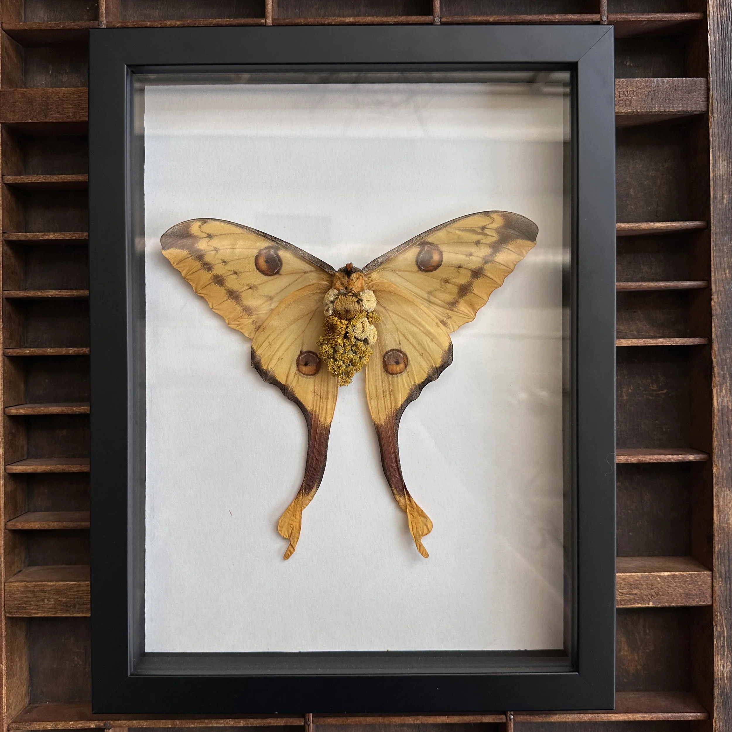 YellowMoth.jpg