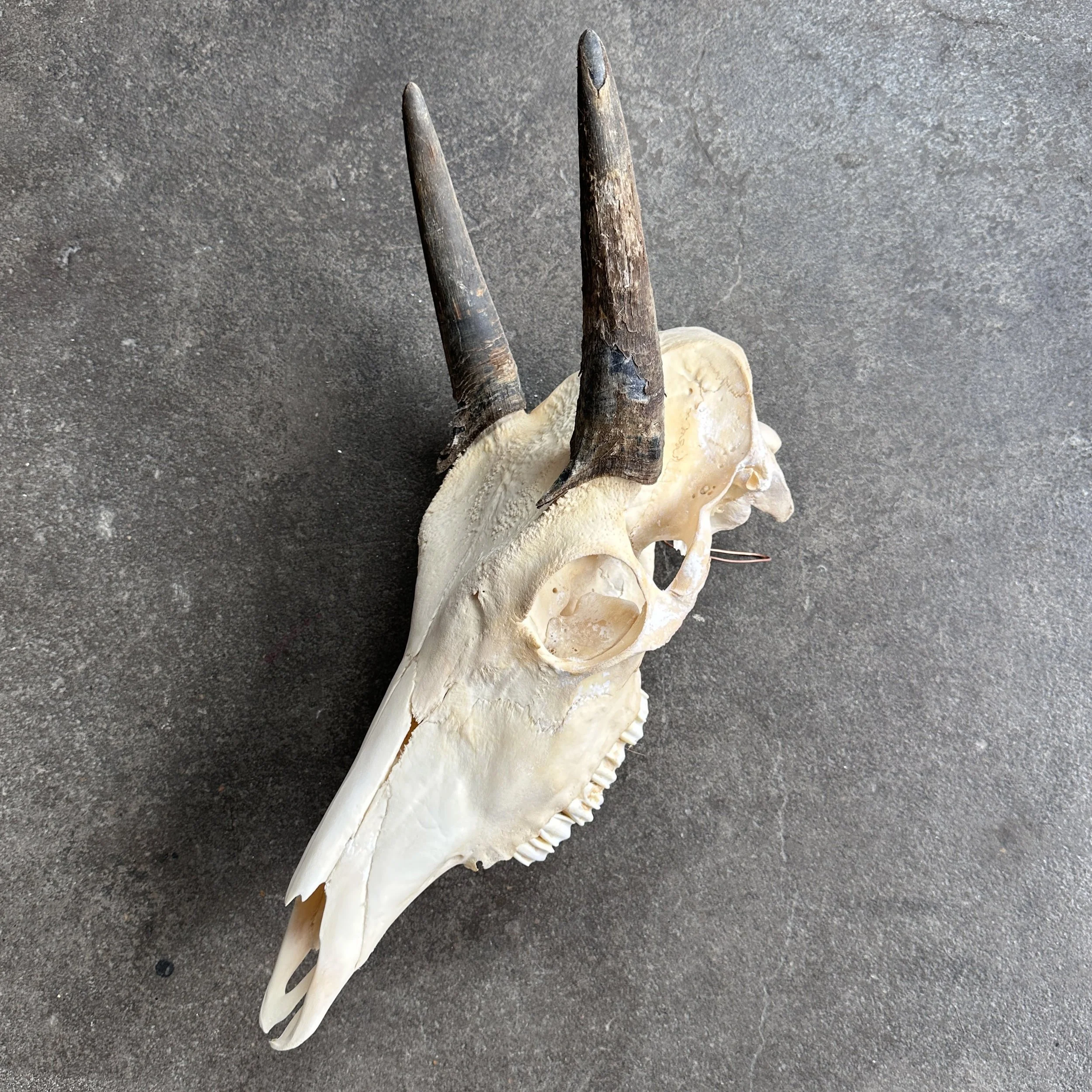 NilgaiSkull1.jpg