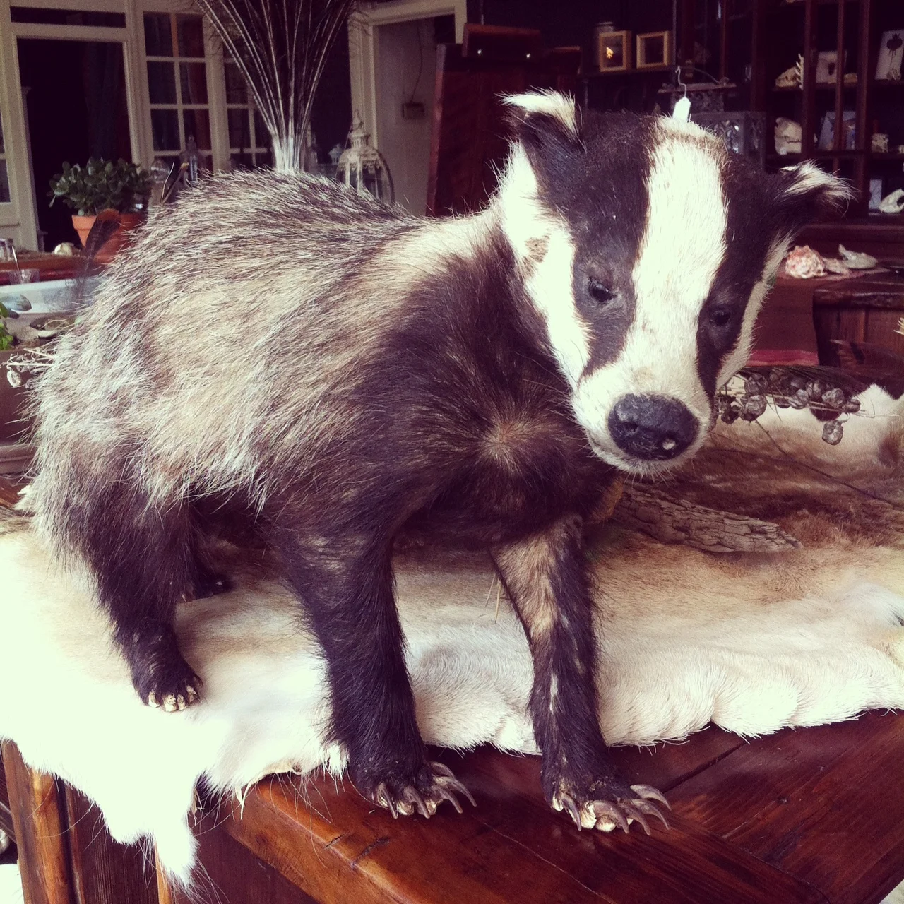The Honey Badger, contrary to popular belief, does in fact care.