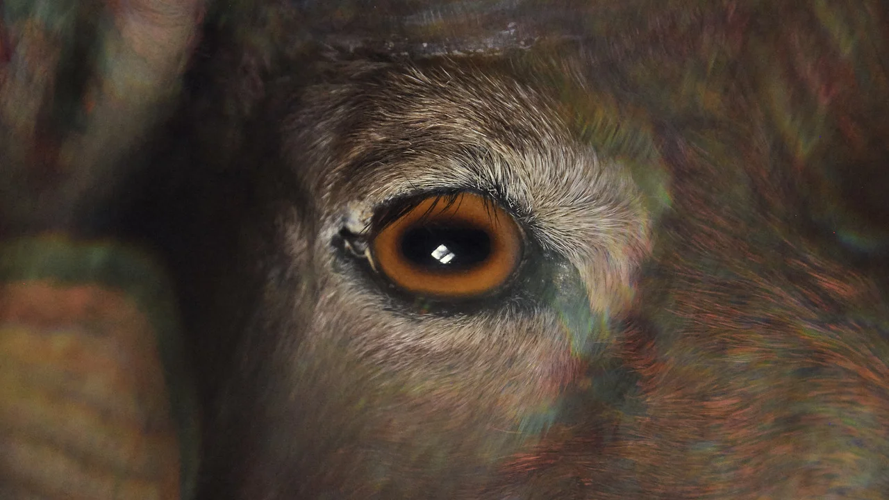 RAM HEAD VIA ORACLE , PH. LAUREN THURMAN-KING, 2014