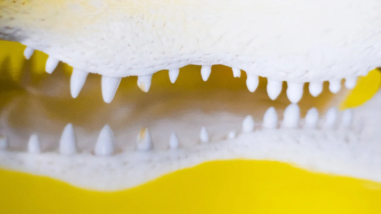ALLIGATOR SKULL VIA ORACLE , PH. LAUREN THURMAN-KING, 2014