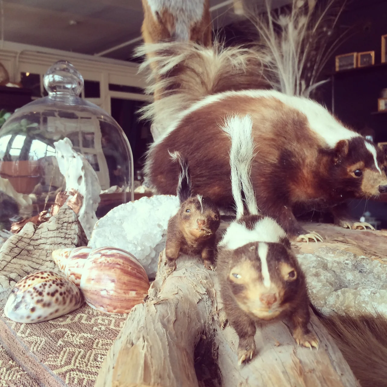 My personal favorites in the shop. Funny little skunk baby squashfaces. 