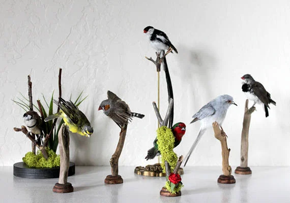 Premiering work by Blinking Eyes Taxidermy Captive Bred Song Birds!