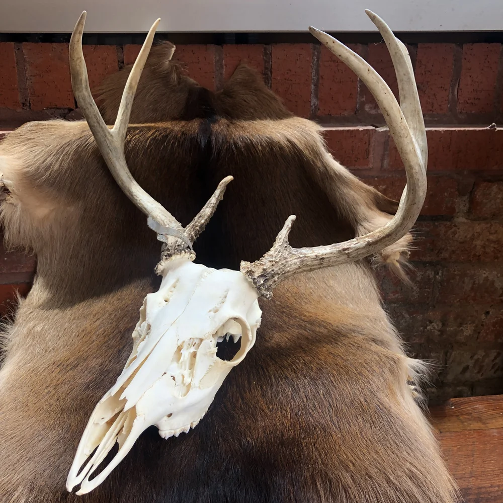Mule Deer Skull Logo