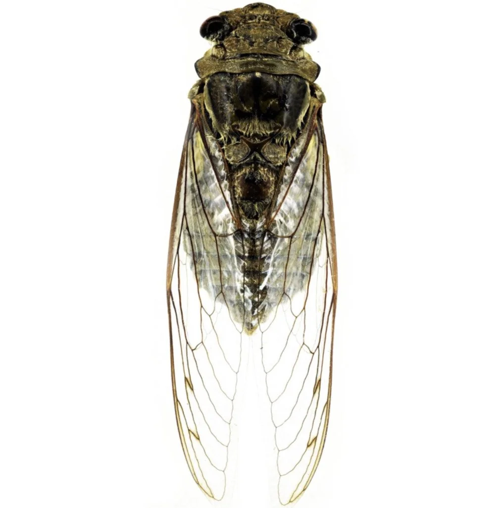 Mini-Ento Kit — Oracle Natural Science