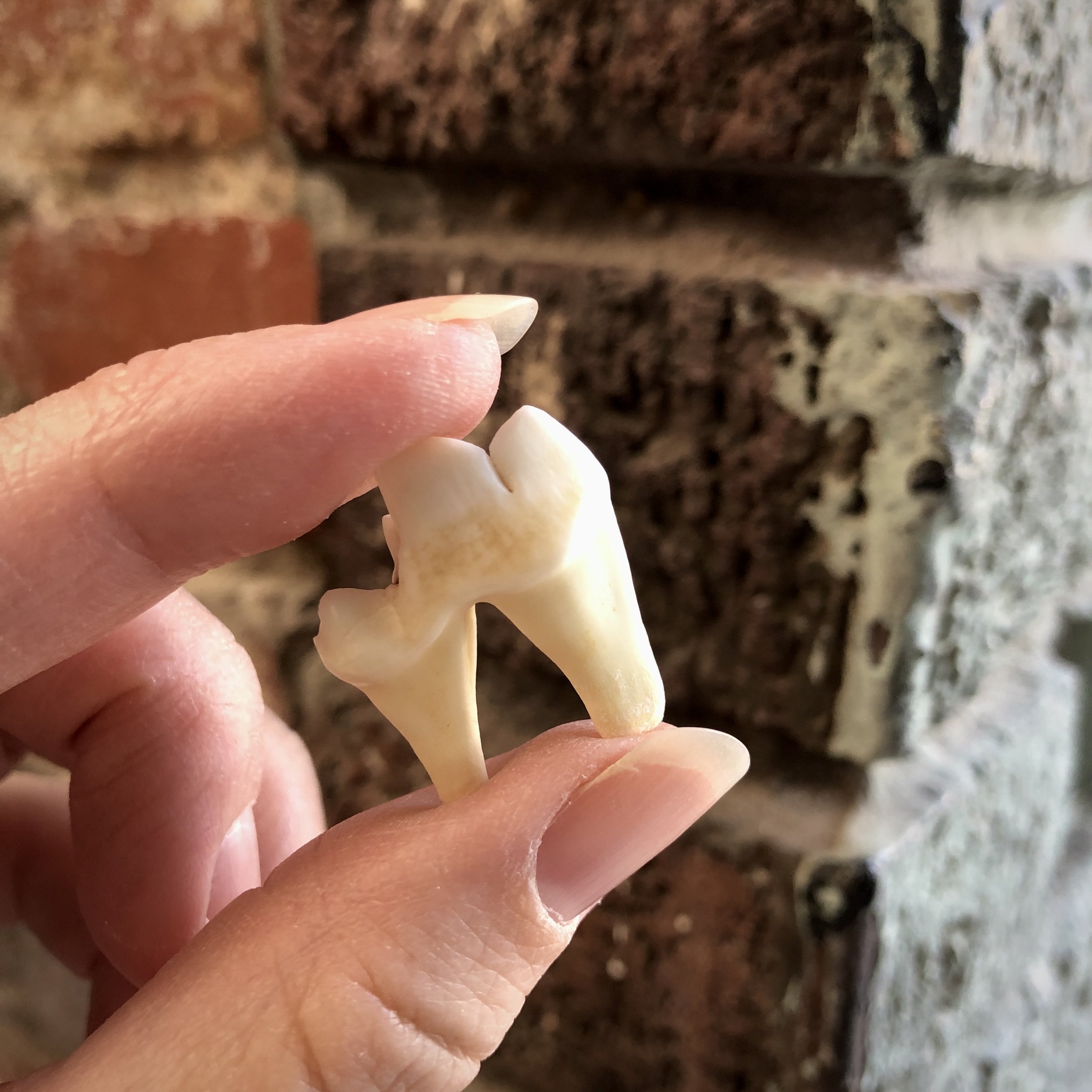 Coyote Molar Tooth