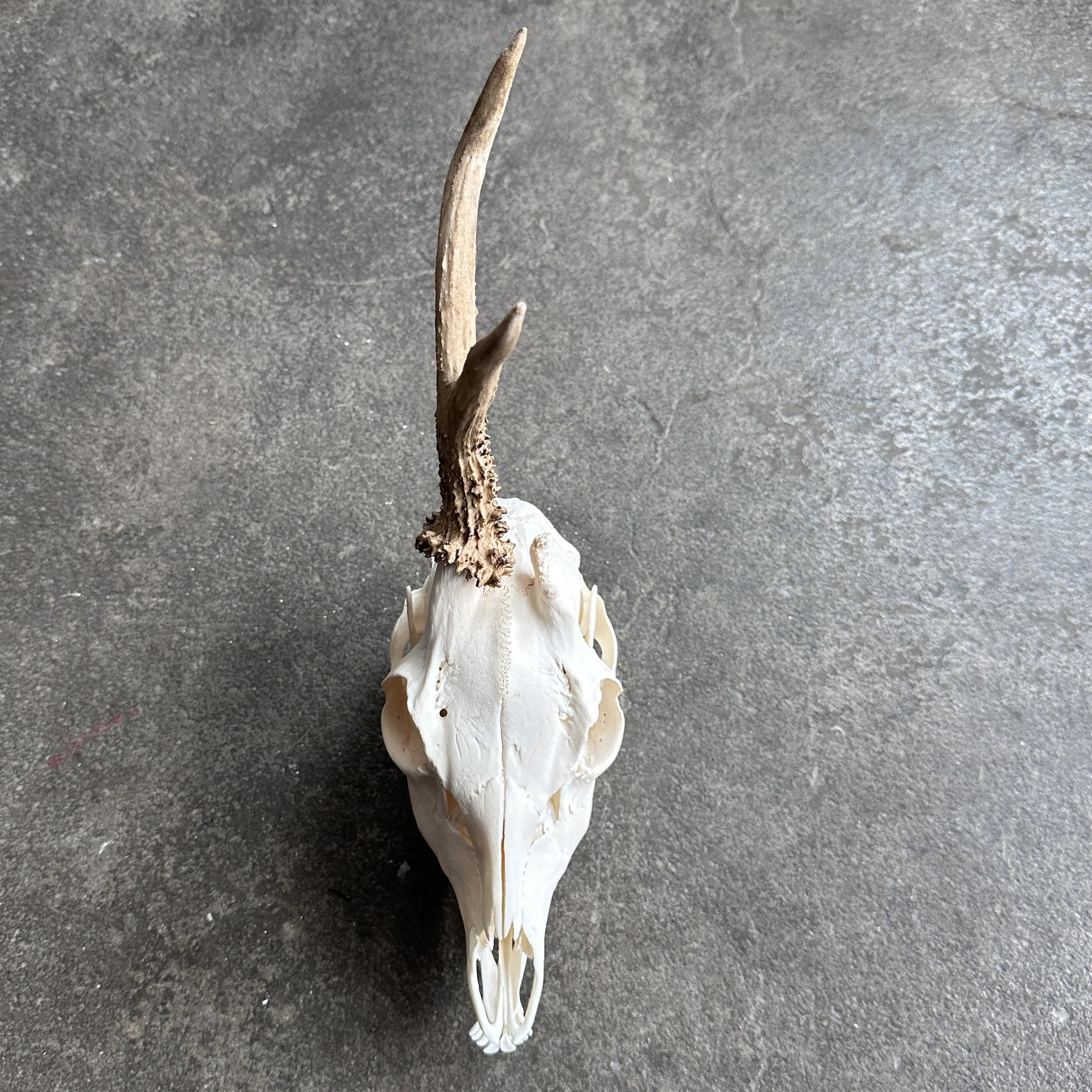 RoeDeerwithPathology2.jpg