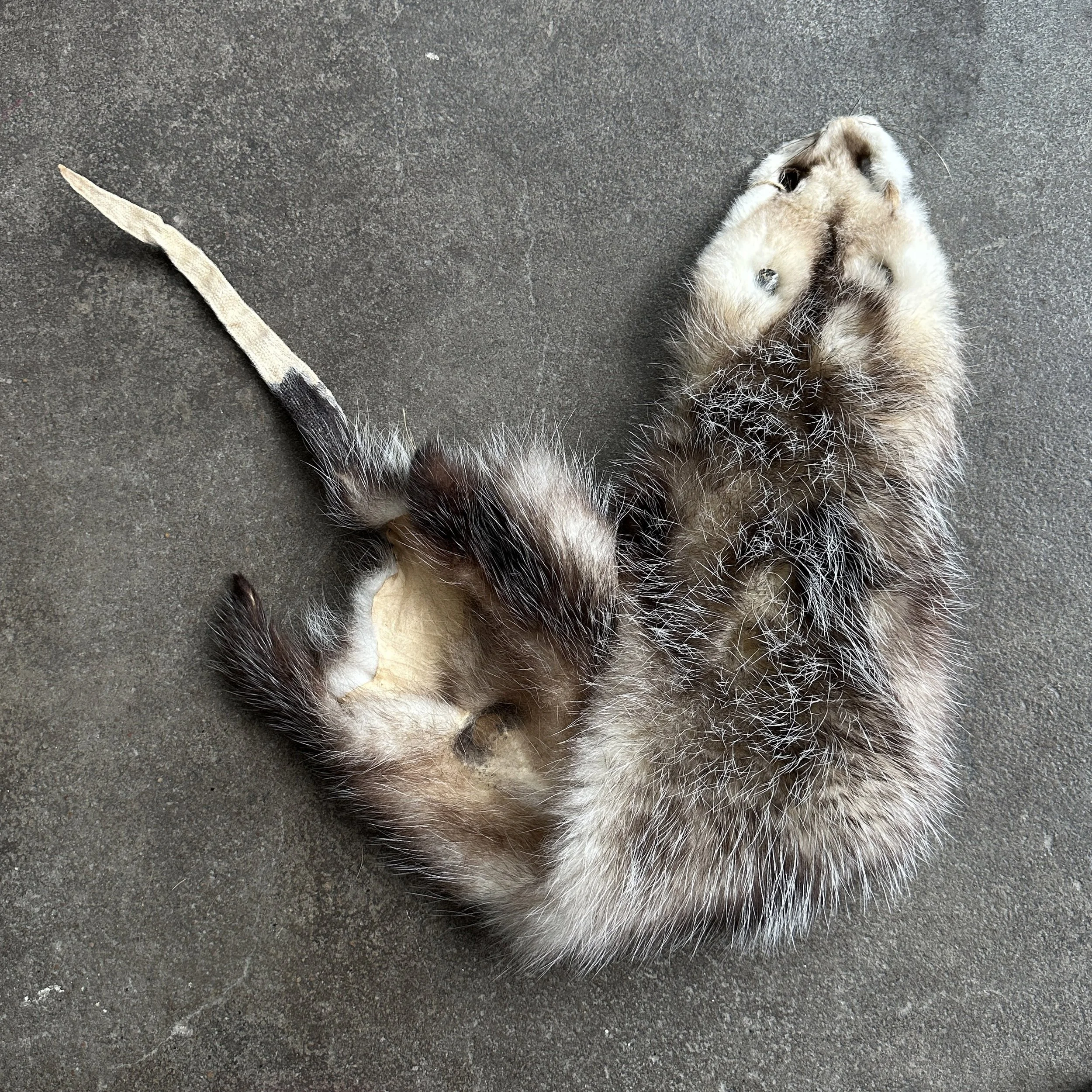 OpossumPelt_Tail.jpg