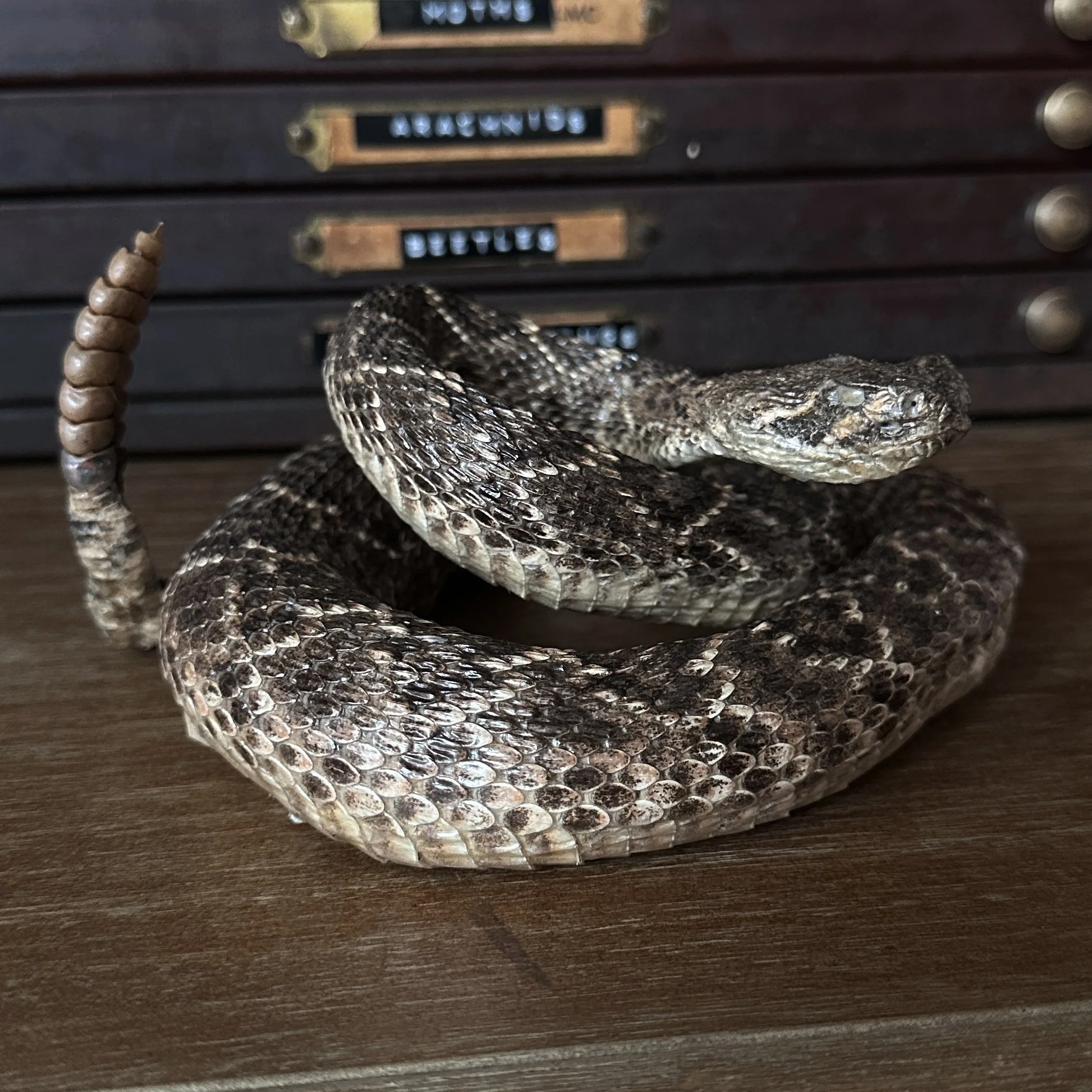 Rattlesnake1.jpg