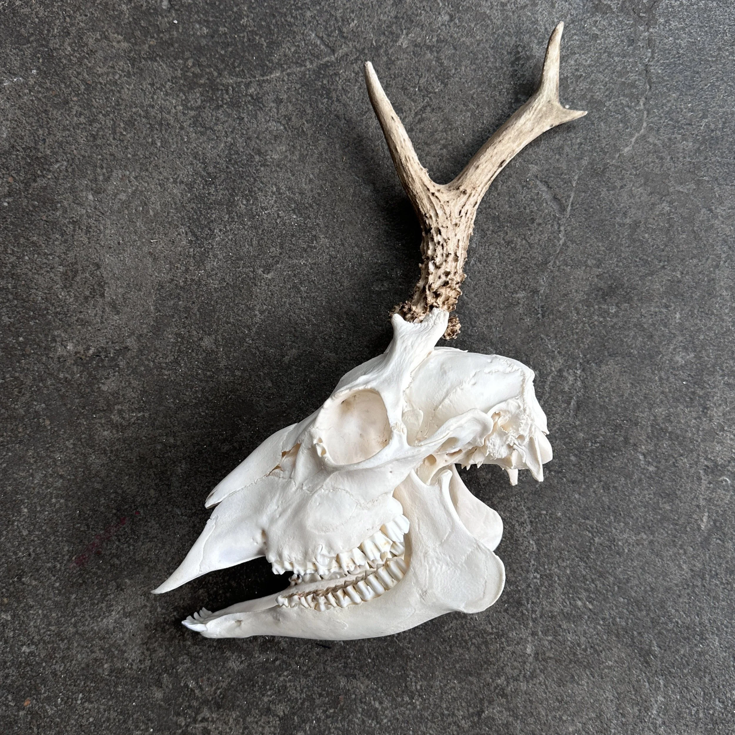 RoeDeerwithPathology1.jpg