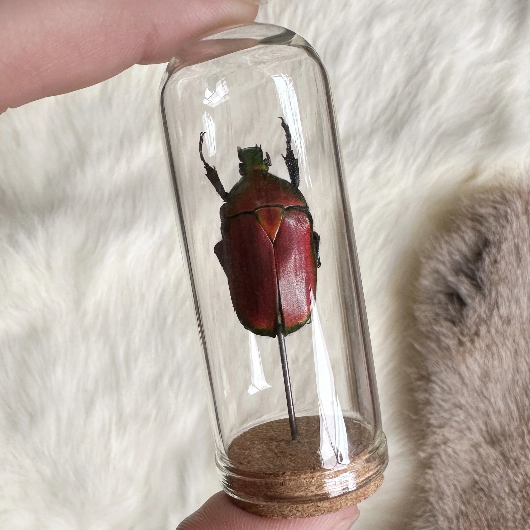 MediumBugDomes6.jpg