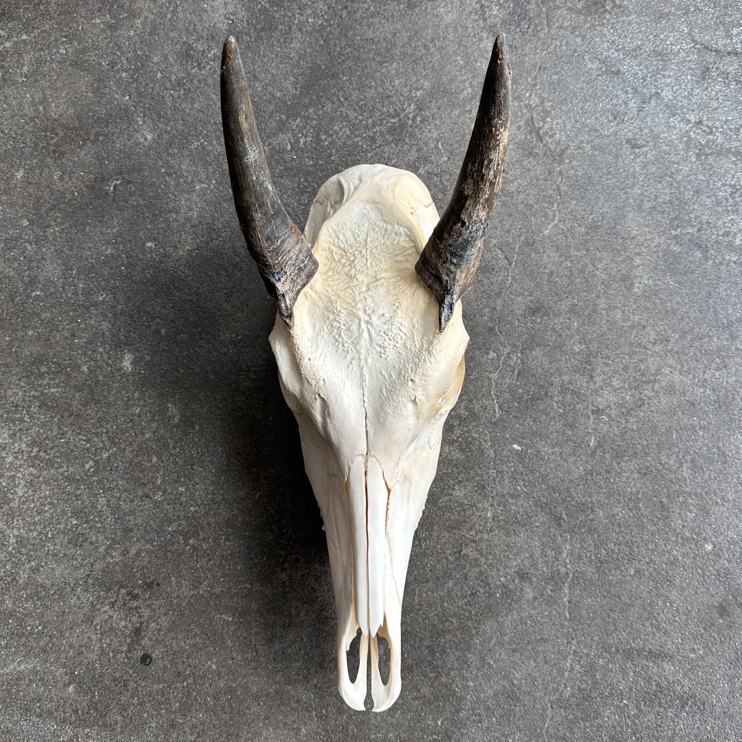 Nilgai2.jpg