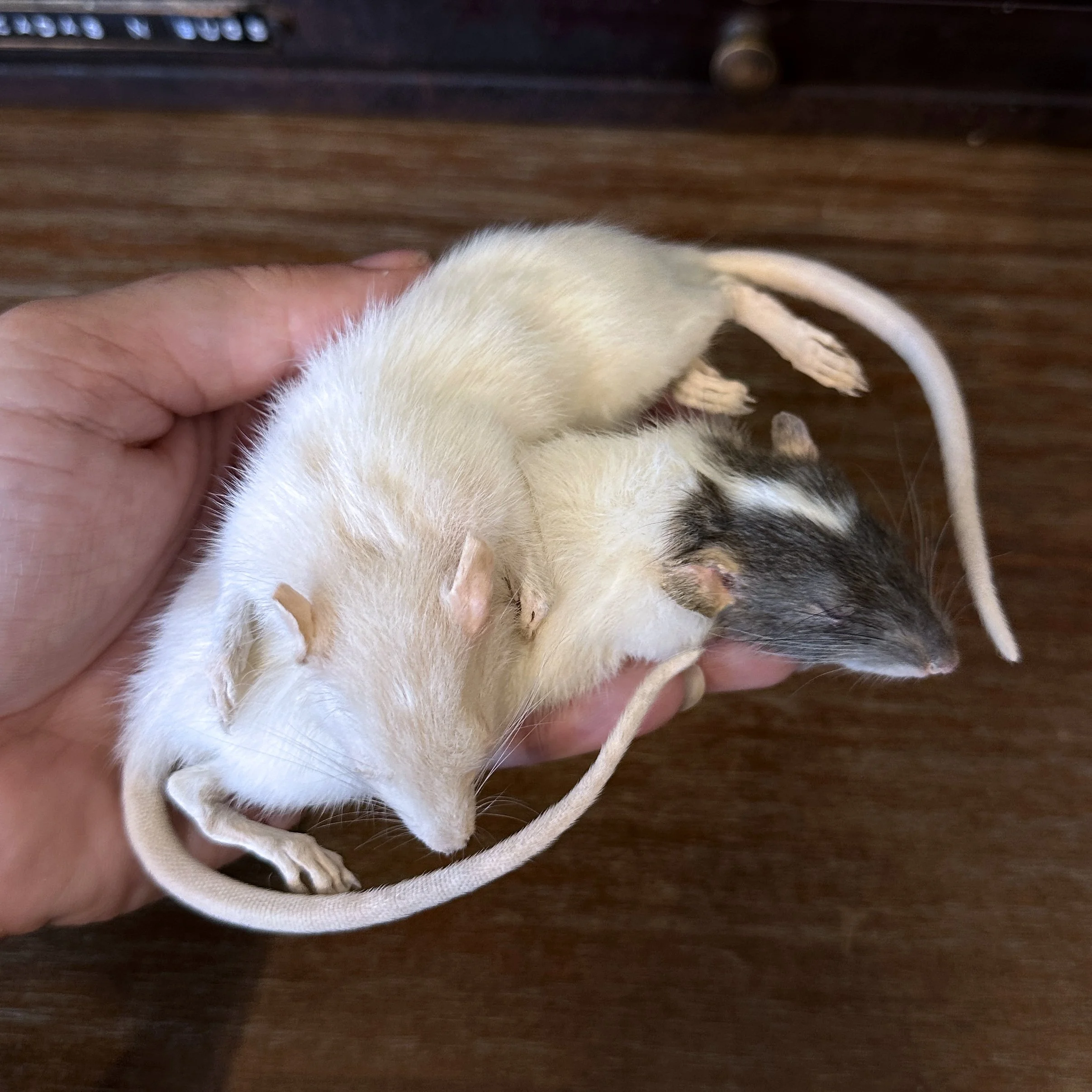 SleepyRats3.jpg
