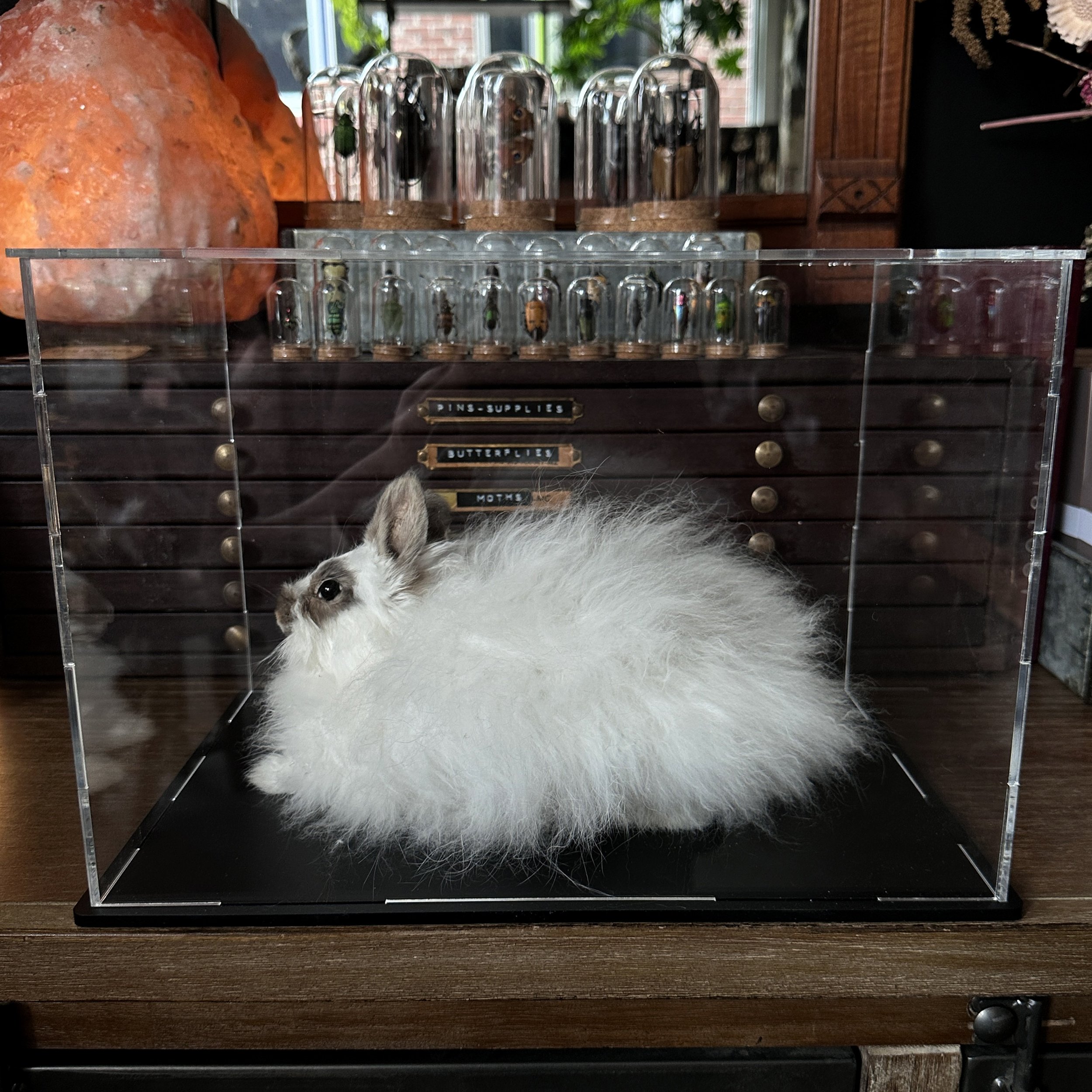Angora3.jpg