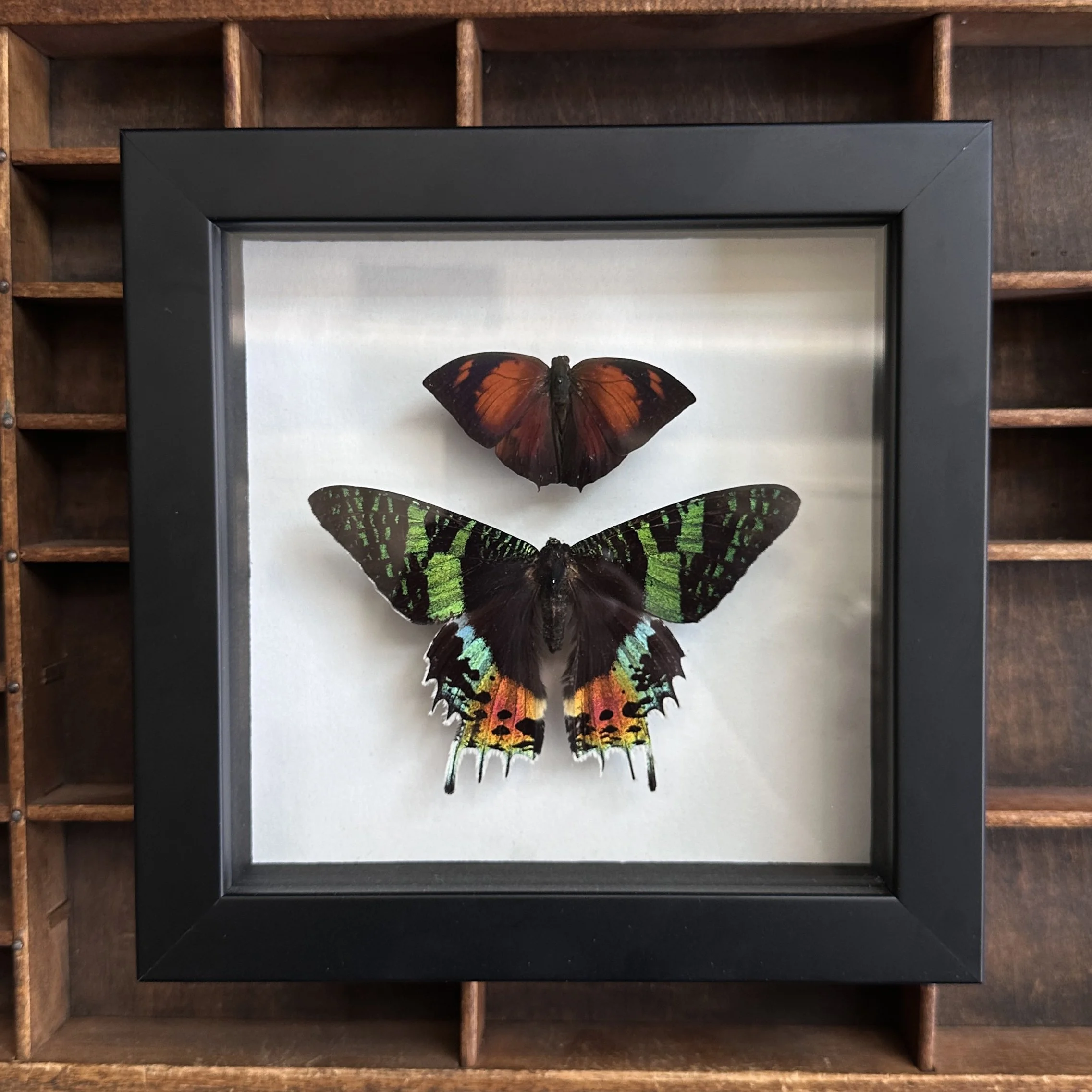 SunsetButterflies.jpg