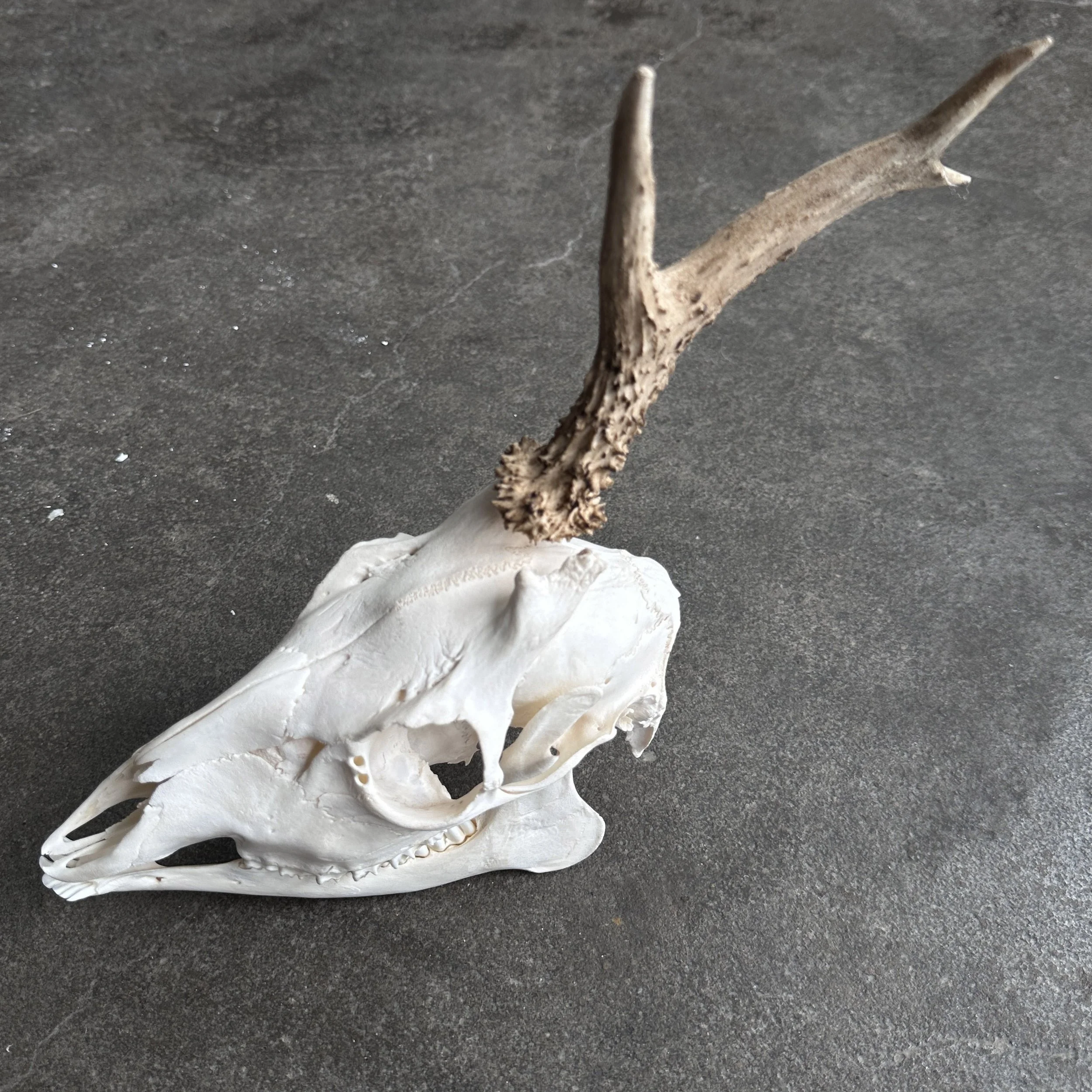 RoeDeerwithPathology3.jpg