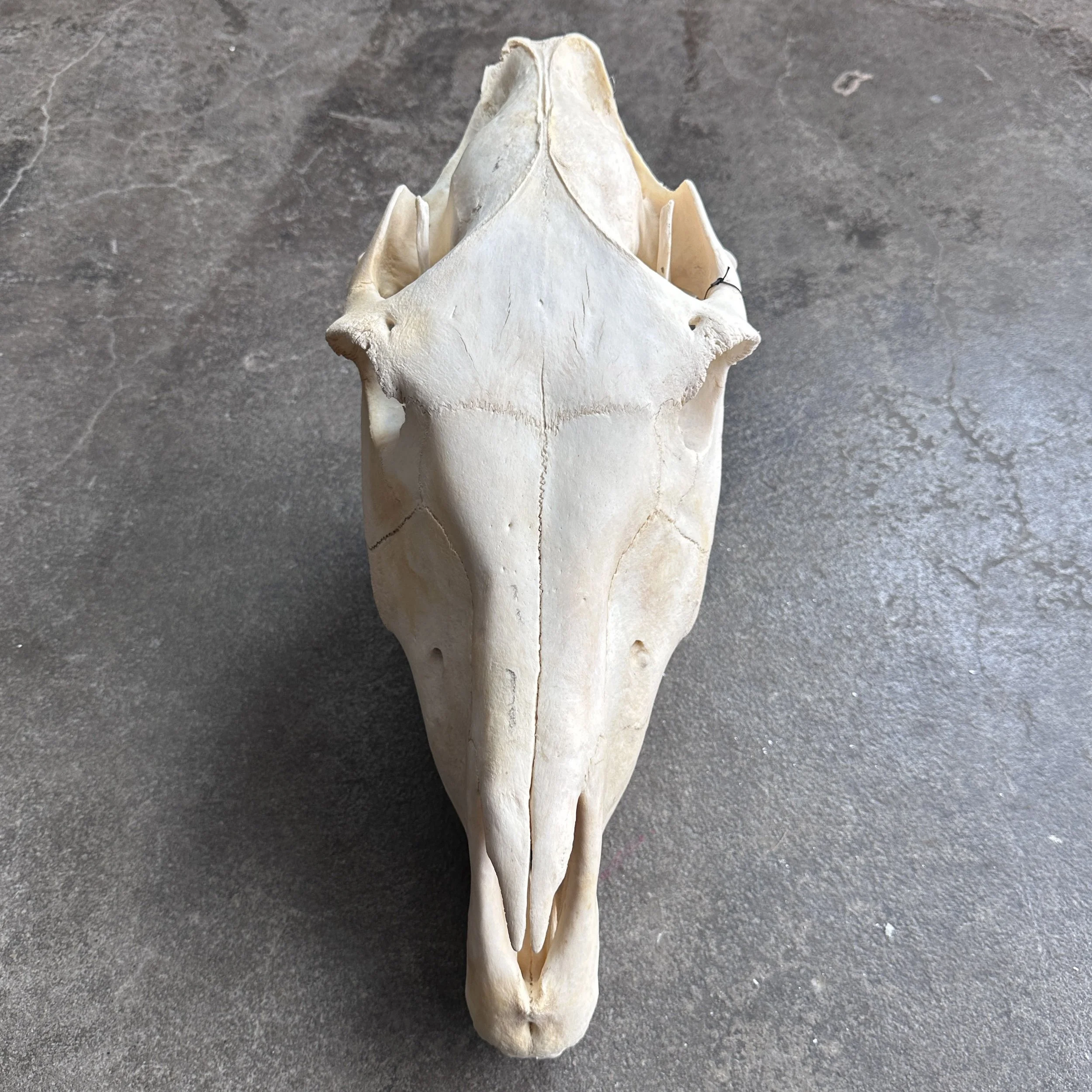 HorseSkull2.jpg