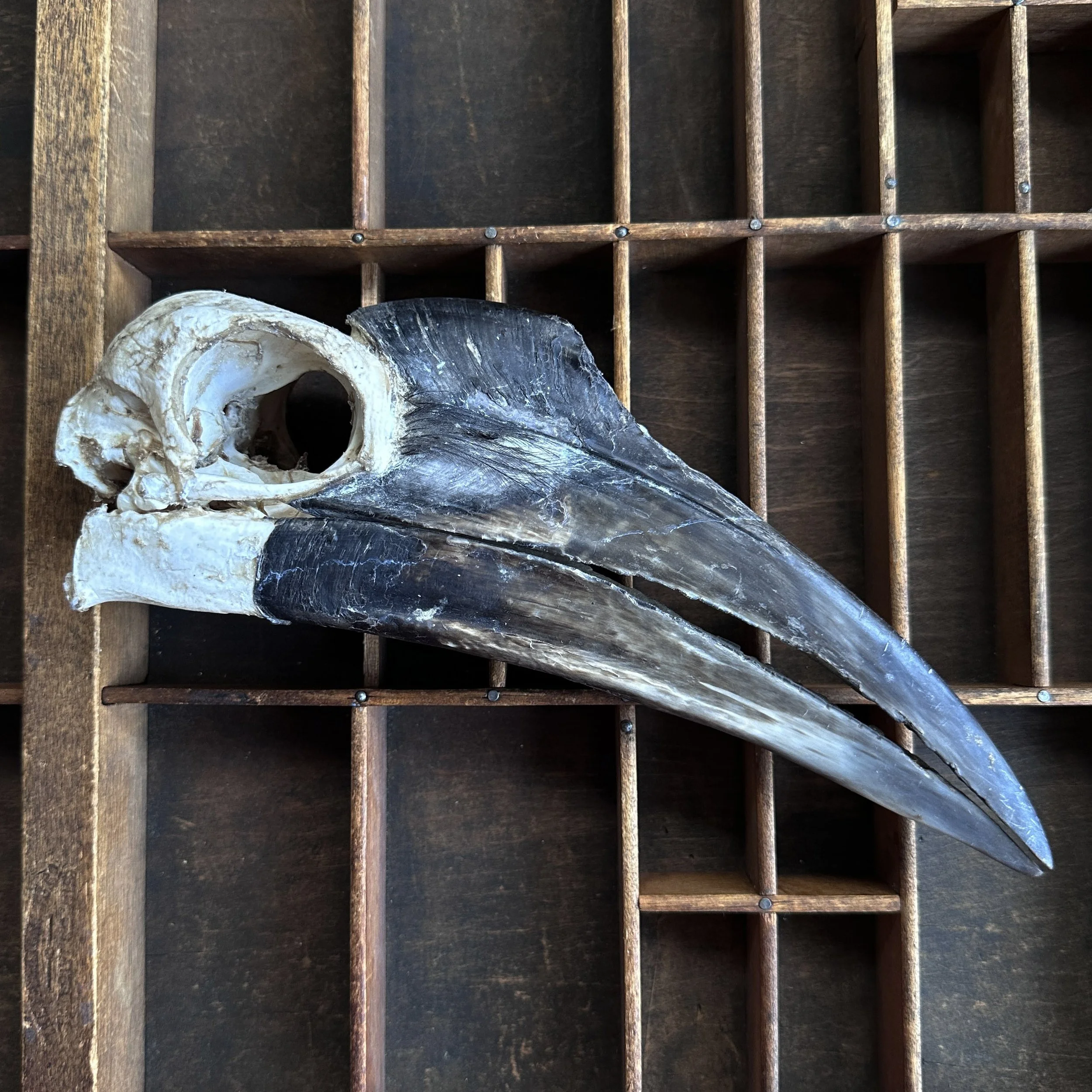 HornbillSkullVariety2.jpg