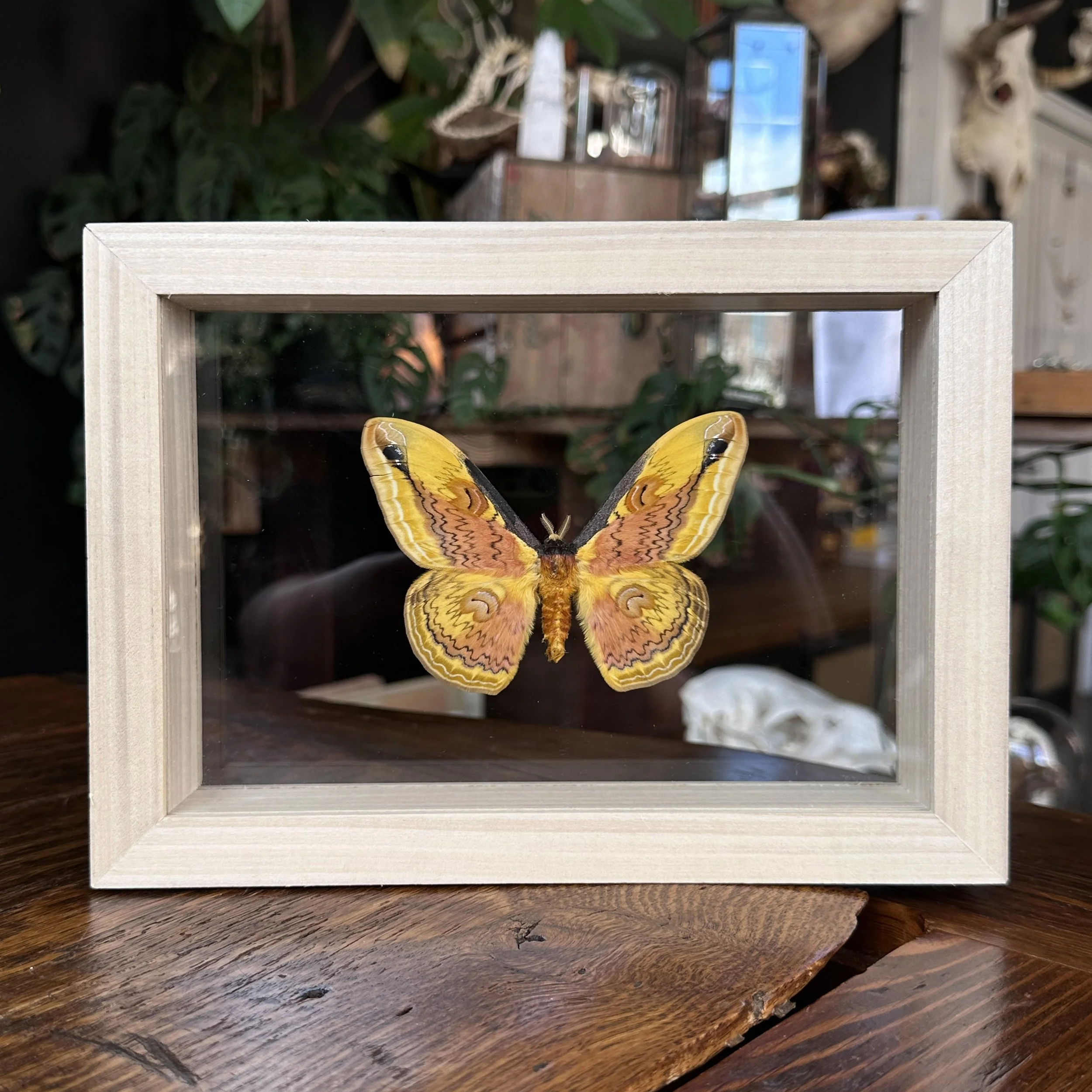beautifulMoth.jpg