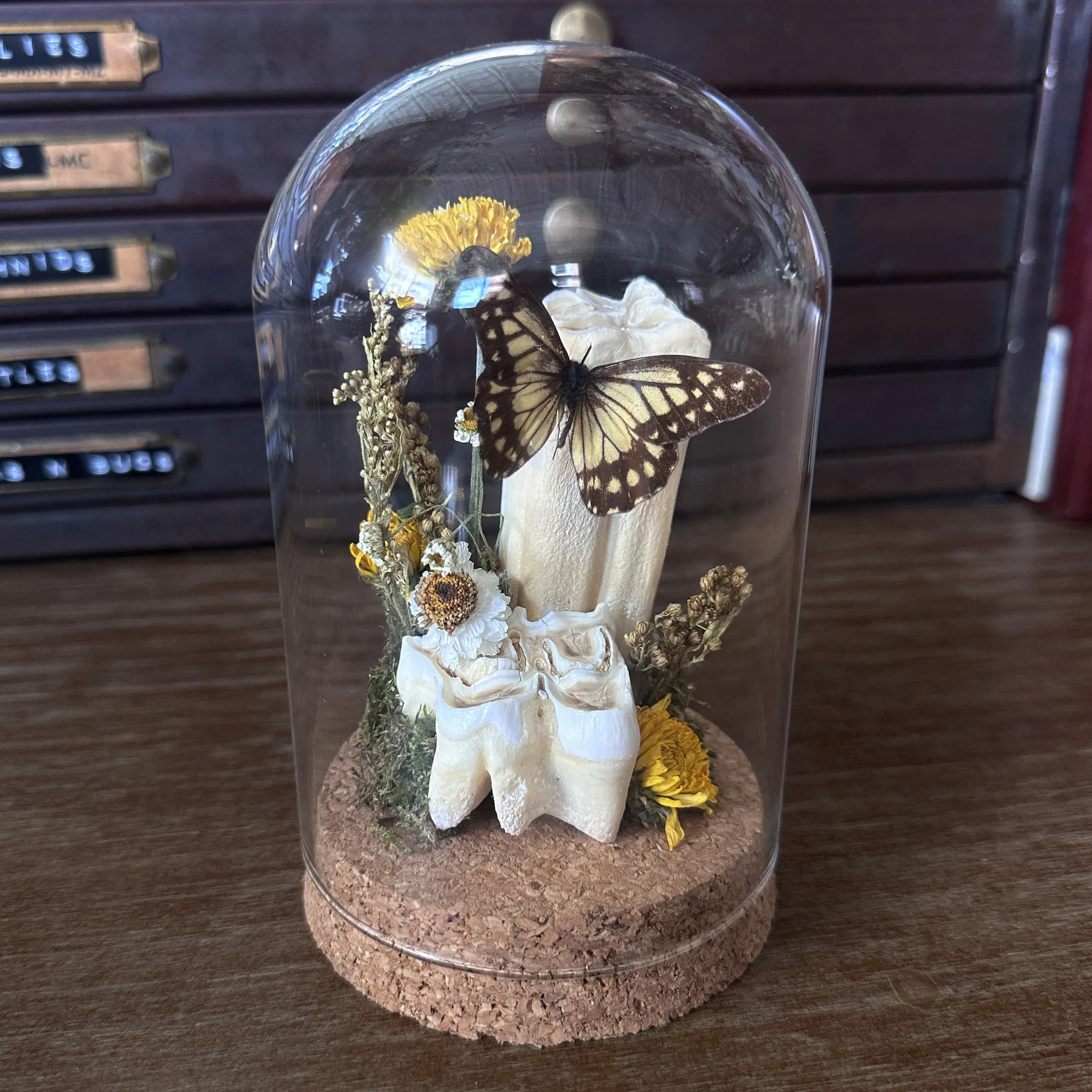 HorseTeethButterfly.jpg