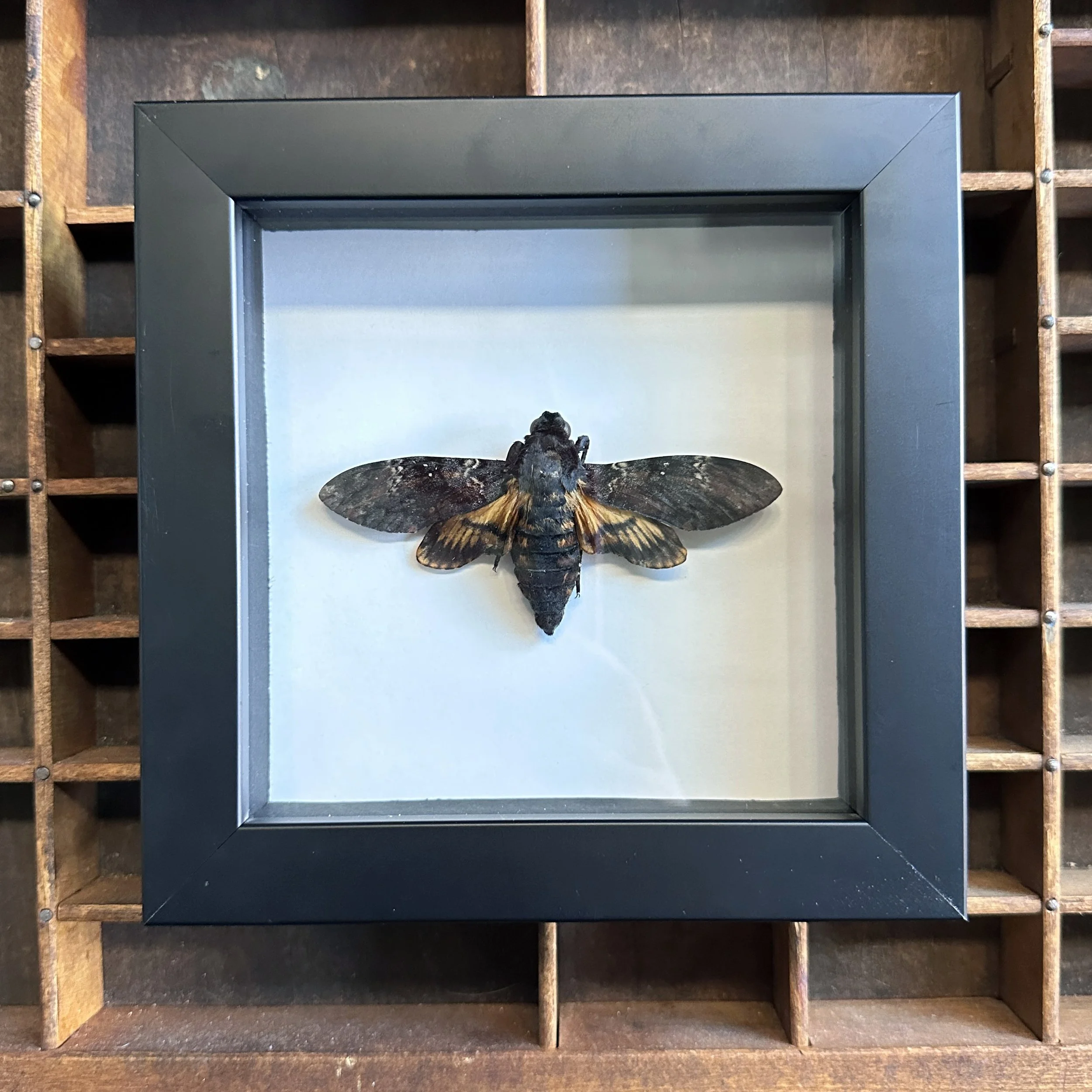Deathheadmoth.jpg