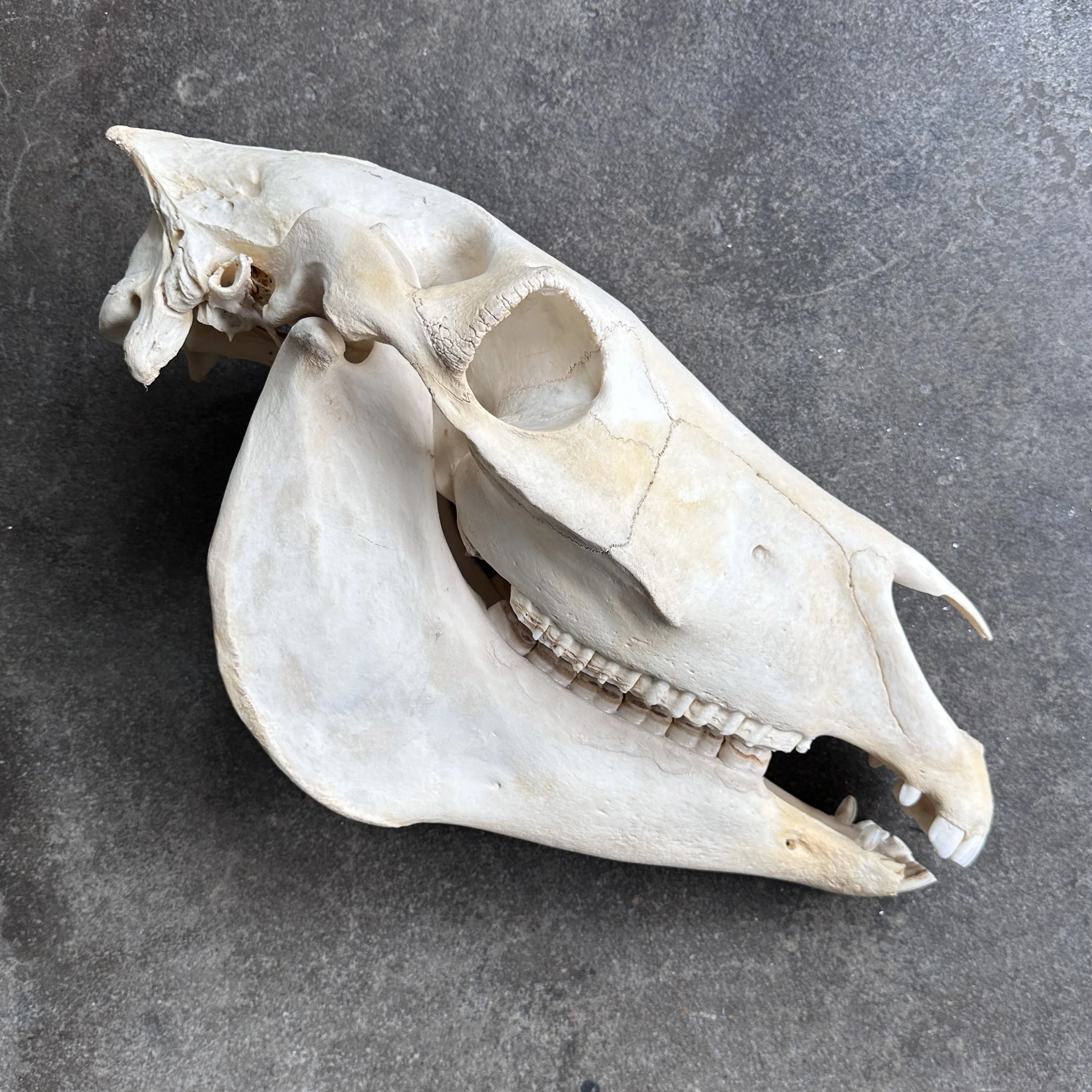 HorseSkull.jpg