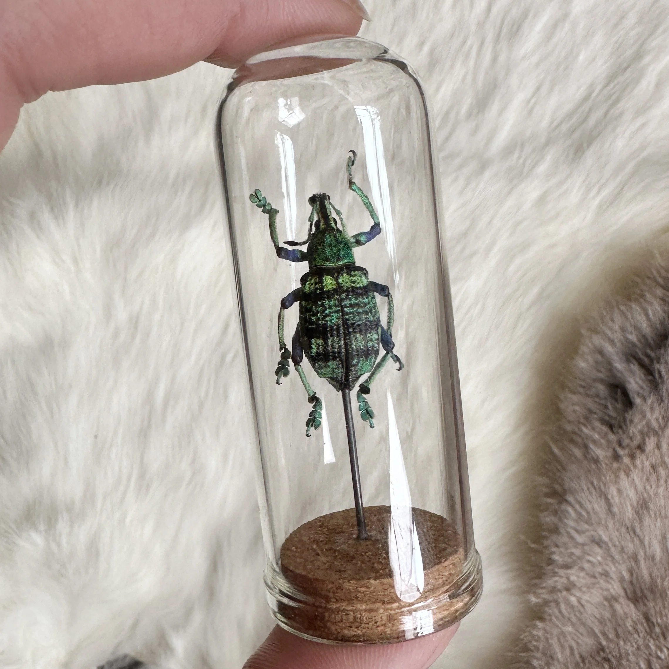 MediumBugDomes3.jpg
